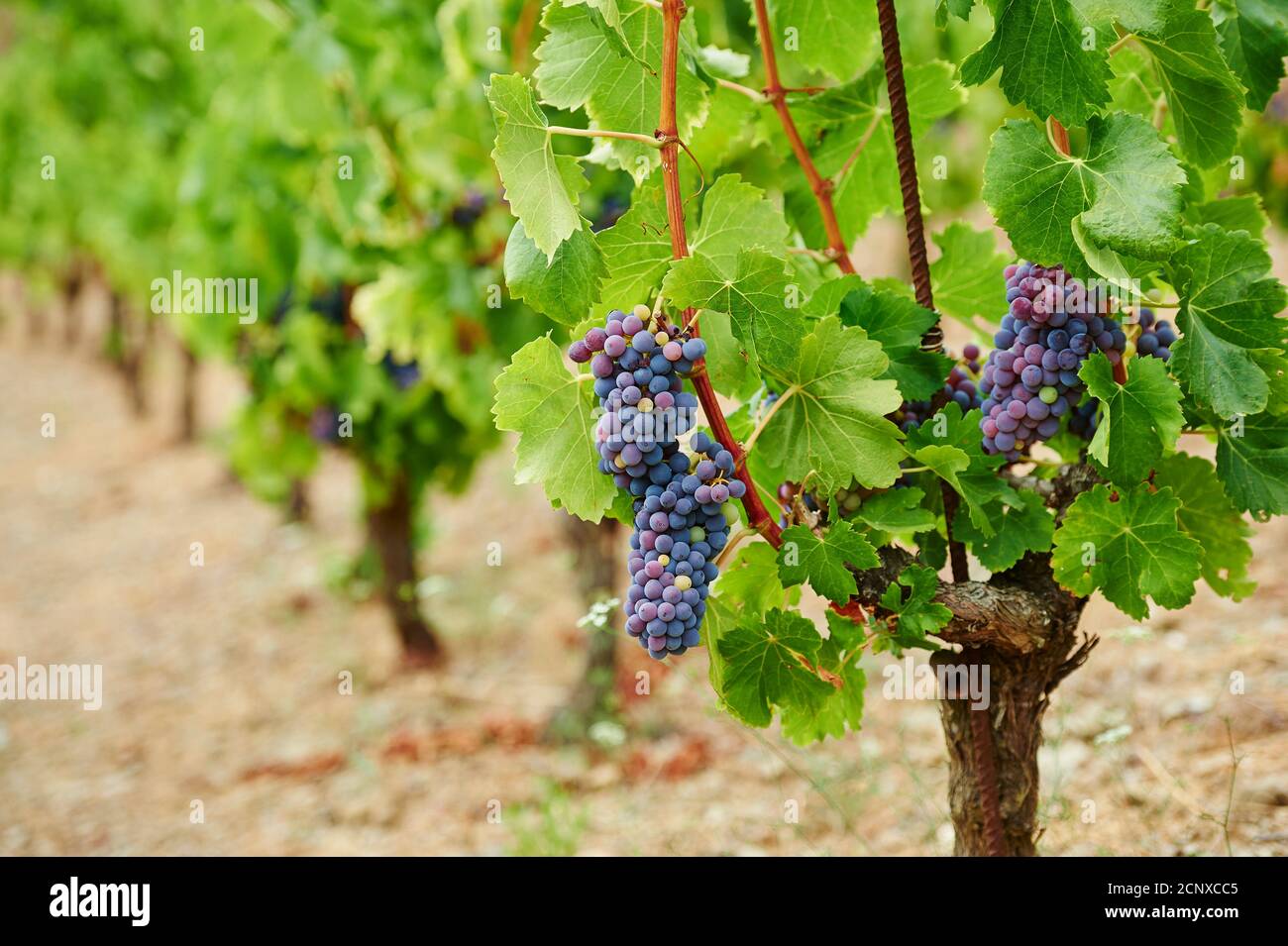 Grape vines, vineyard, Tarragona Province, Catalonia, Spain, Europe