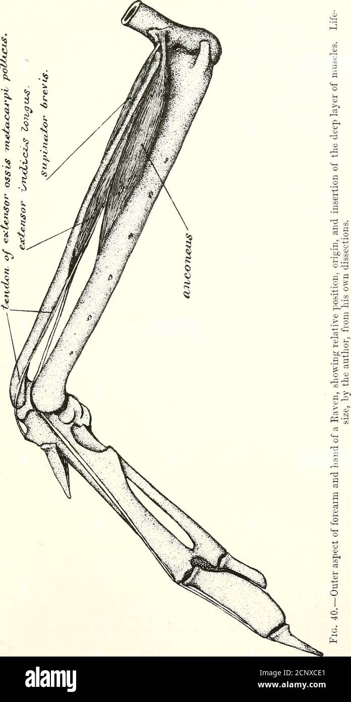 . The myology of the raven (Corvus corax sinuatus.) A guide to the study of the muscular system in birds . scle, occupying rather more than the posteriorhalf of the under side of the forearm. From the an-terior apex of this muscle a powerful and subcylindricaltendon stretches directly to the back of the nlnare ossi-cle of the carpus, where it makes an extensive attach-ment. Just before reaching this ossicle the tendon ofthe flexor carpi ulnaris differentiates off a small tendi-nous slip, wdiich, passing through a fibrous loop at theulnar side of the carpus, goes obliquely downwards tothe tendo Stock Photo