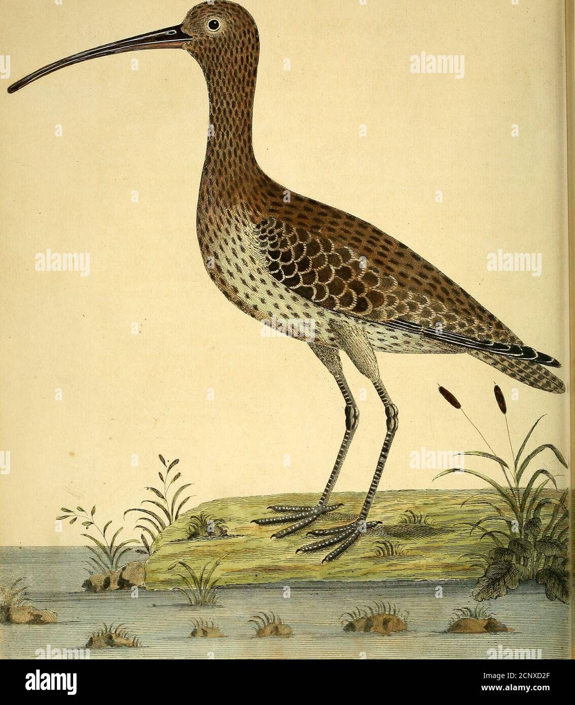 . A natural history of birds : illustrated with a hundred and one copper plates, curiously engraven from the life . I. t2*Yua/a ■ £TK6ce-u^. ^Ae T^a^t&r ^M^^^^/w. ( 7; ) The Curlew. Arquata. Numb. LXXIX. ITS Length from the tip of the Bill to the end of the Claws is twentynine Inches, to the end of the Tail twenty three and half; breadth,when the Wings are extended, forty Inches. The Male is fomewhat lefsyand commonly calld, T/je Jack Curlew. The middle parts of the Feathersof the Head, Neck and Back are black; the Borders or Edges in the Breaftwhite; in the Throat whitifli with a tindure of r Stock Photo