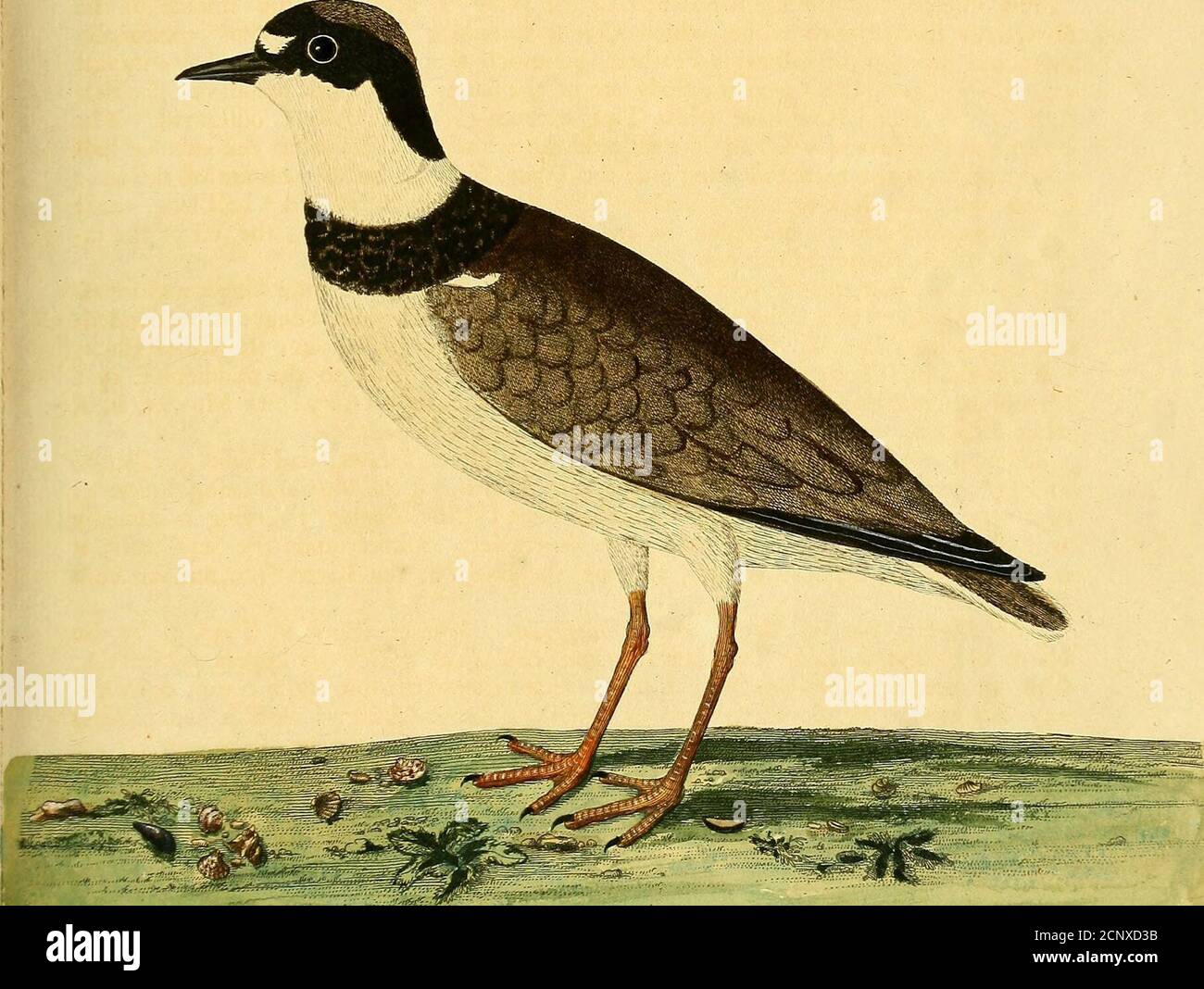 . A natural history of birds : illustrated with a hundred and one copper plates, curiously engraven from the life . !!. This Bird is the very fame which Marggravius defcribes Book V. Chap. 5. by theName of Matnitui, as he faith the BraJiUans call it, as will clearly appear to him that{hall but compare them together; fo that it feems there are fome Birds common to Eu-rope, and even to the Southern Parts of America. Leonard Baltner defcribes and pi(5ture$two forts of this Bird; perchance his lelTer kind is that which the JVelch call Goligodfind fay is like a Sea-Lark, but lefs. The so. -.,^:/^f: Stock Photo