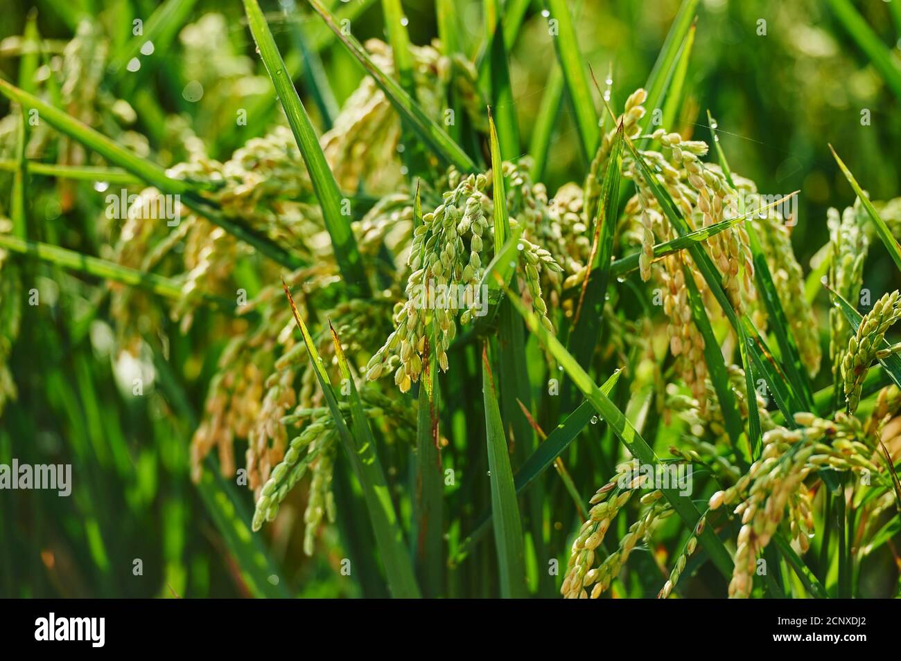 Rice plants (Oryza sativa), Ebro Delta, Catalonia, Spain, Europe Stock Photo