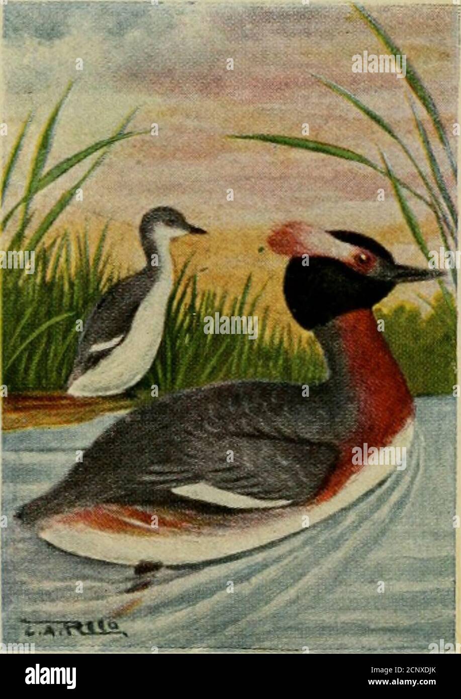 Bird guide : water birds, game birds and birds of prey east of the Rockies  . remark-able cliange in the dress of these birds. The black, puftyhead is  adorned with a