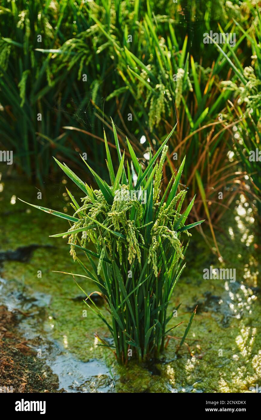 Rice plants (Oryza sativa), Ebro Delta, Catalonia, Spain, Europe Stock Photo