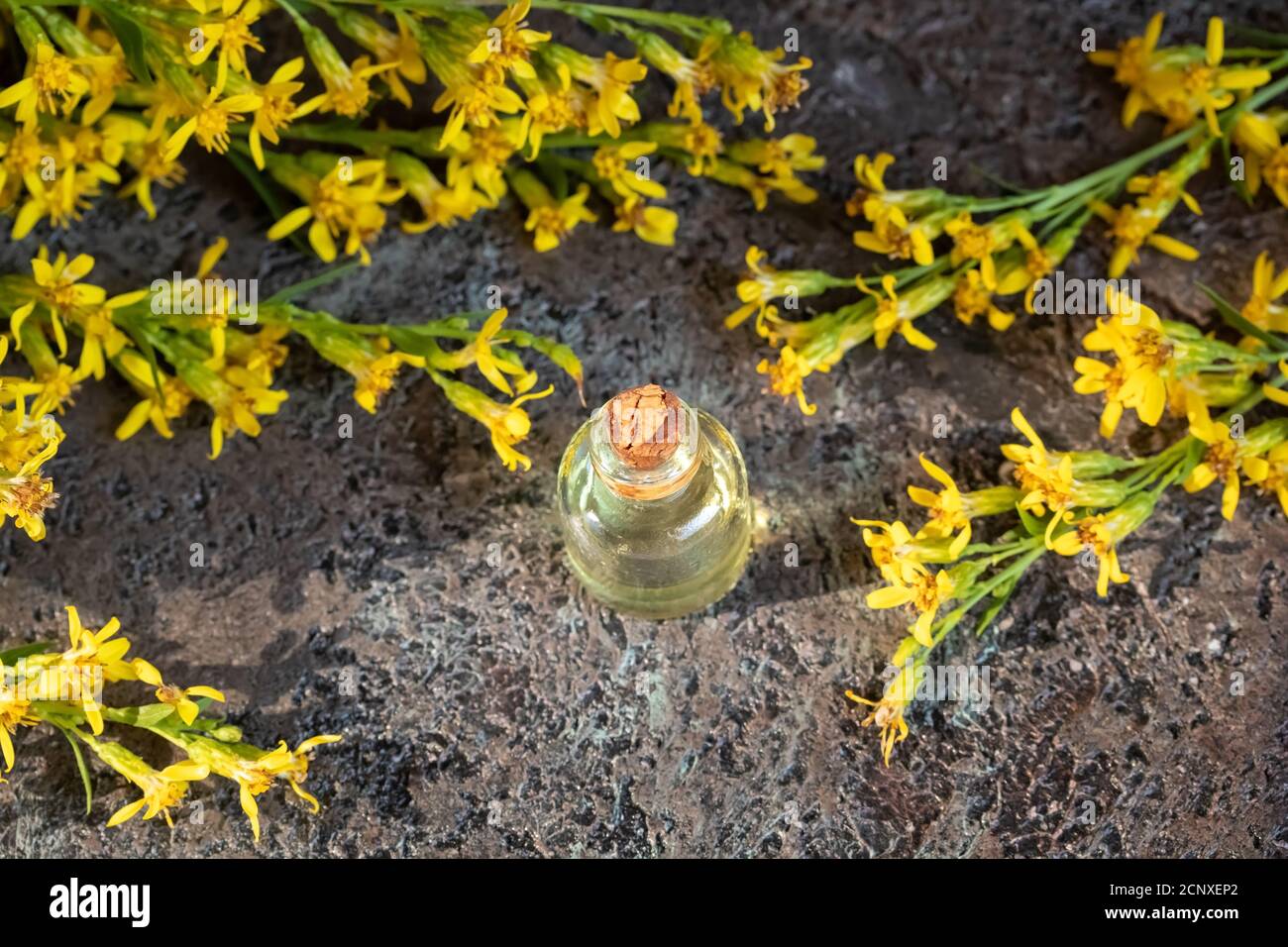A bottle of essential oil with blooming European goldenrod, or Solidago virgaurea twigs Stock Photo