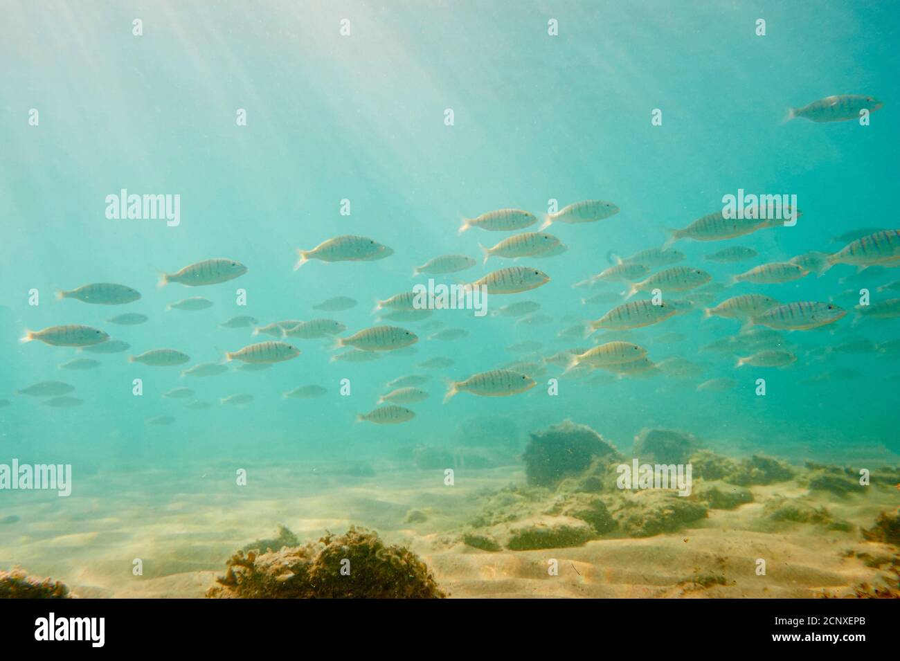 Marble bream (Lithognathus mormyrus), sea, underwater, sideways, swimming Stock Photo