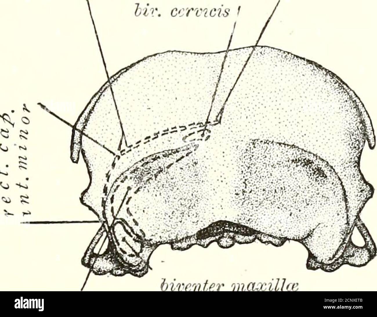 . The myology of the raven (Corvus corax sinuatus.) A guide to the study of the muscular system in birds . nd. It arises above from two points, viz. the ridgebounding the hinder part of the osseous ear, and secondlythe depression to its mesial side. The two heads almostimmediately blend as they pass downwards and forwards,as a curved fleshy mass, to become inserted into theposterior aspect of the articular end of the mandible,including the angle (Figs. 4 and 7). To study thismuscle properly it should be transversely divided acrossits belly at about its middle; the two extremities may THE MUSCL Stock Photo