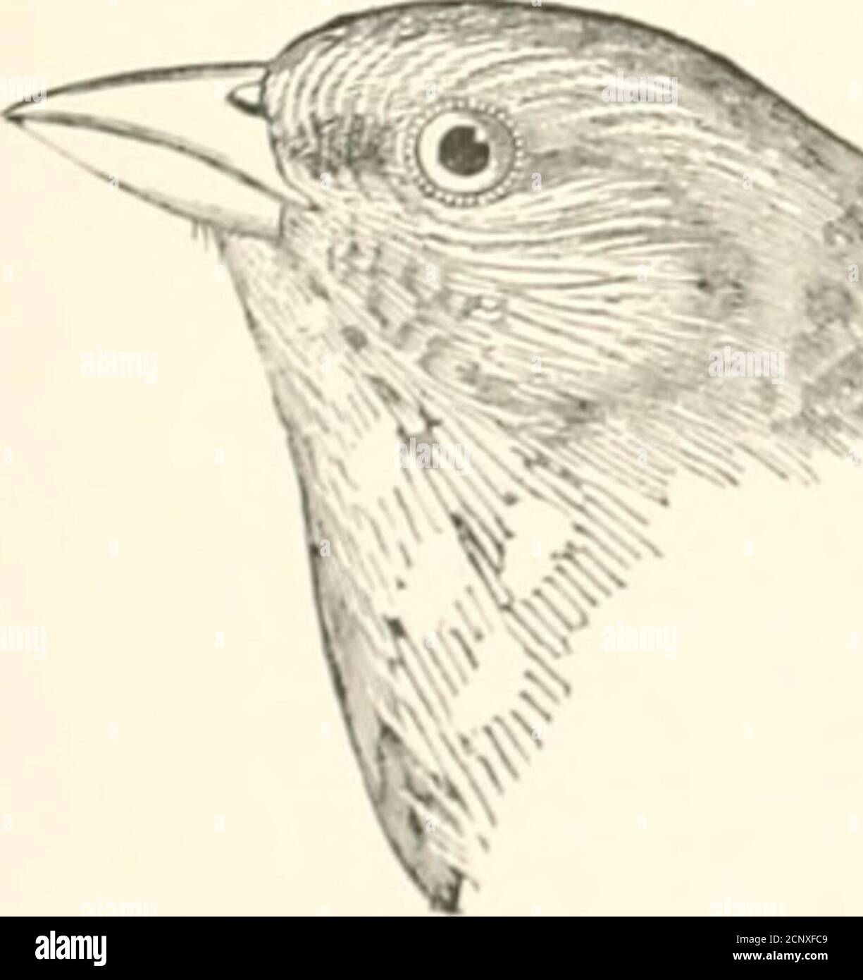 . The birds of eastern North America known to occur east of the nineteenth meridian .. . V^ ^: Crown, grayish, without tawny stripe inmiddle; car coveits, gray; hack, olive andgray; a distinct superciliary stripe of buff oryellowish. Sharp-tailed Sparrow.Ammodramus caudac^Uus, awl races.See No. 414.. Crown and back, rufous brown, tlie feathers,more or less marked with black, and cd^^cdwith gray; not tawny stripe on middle ofcrown; tail tVathers. not pointed; tail, over2.25 lung. Pine-woods Sparrow.Penciva lOticalis, a»d rnSee No. 434. L&gt;38 KEY TO THE BIRDS OF EASTERN NORTH AMERICA. Part 5. Stock Photo