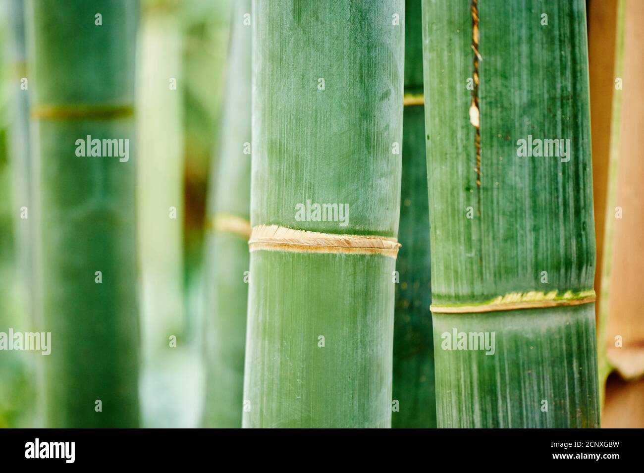 Giant bamboo (Dendrocalamus giganteus), tree trunks, close-up Stock Photo