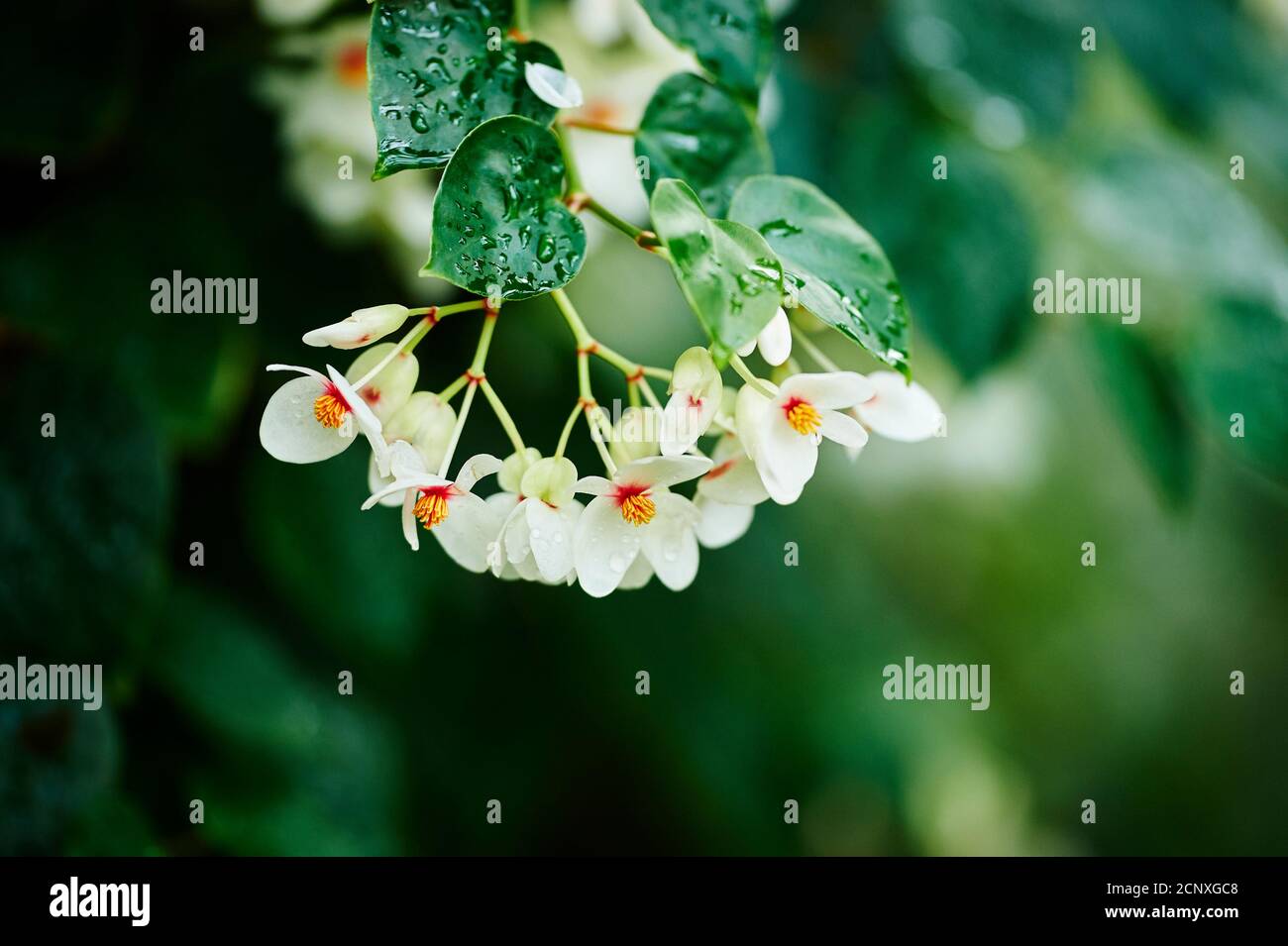 Begonia (Begonia solananthera), flowers, close-up Stock Photo - Alamy