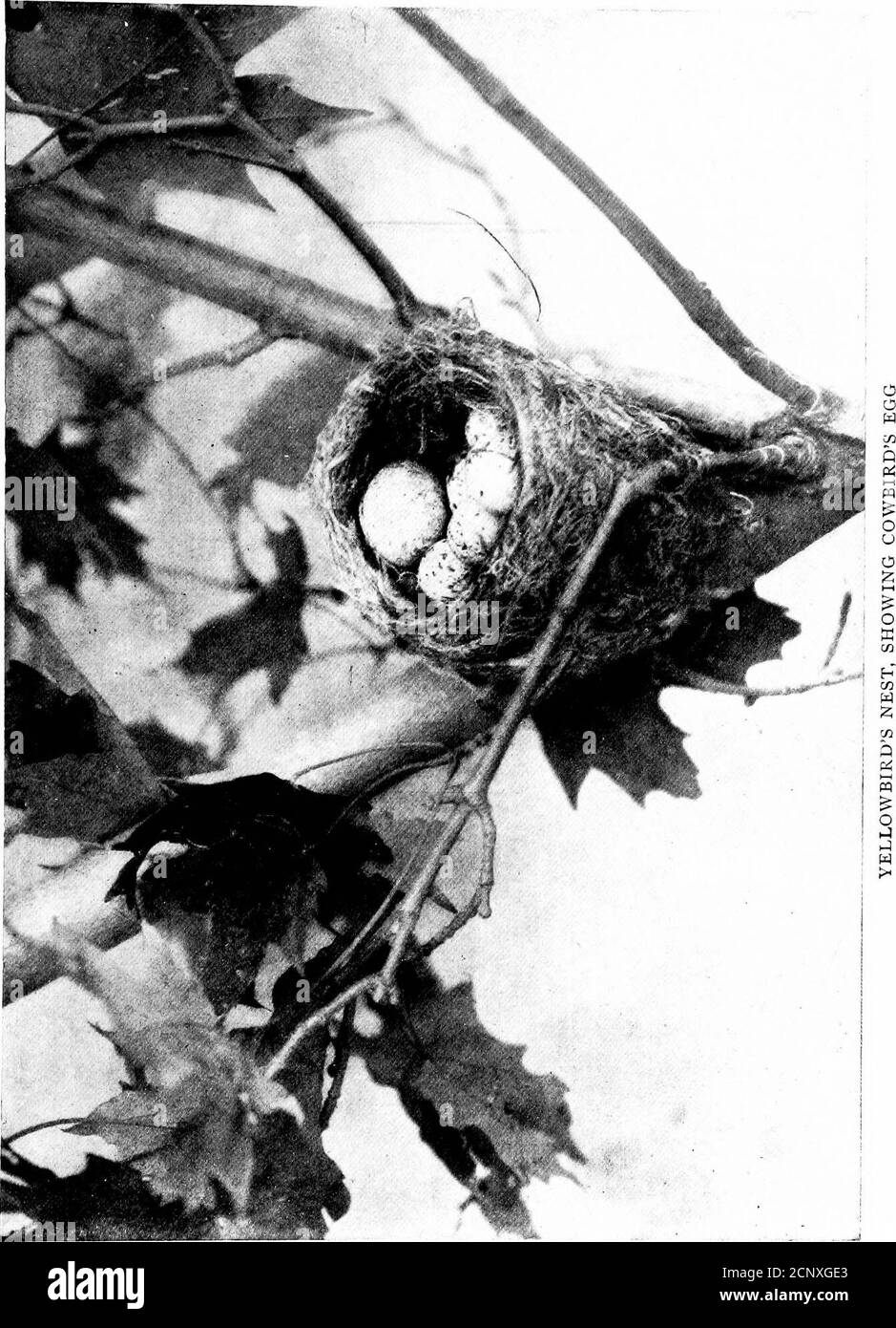. Bird neighbors. An introductory acquaintance with one hundred and fifty birds commonly found in the gardens, meadows, and woods about our homes . kulking about in thetrees and shrubbery, seeking for nests in which to place a sur-reptitious egg, neer imposing it upon a bird of its size, but se-lecting in a cowardly way a small nest, as that of the vireos orarbiers or chipping sparrows, and there leaving the hatching andcare of its young to the tender mercies of some already burdenedlittle mother. It has been seen to remove an egg from the nestof the red-eyed vireo in order to place one of i Stock Photo