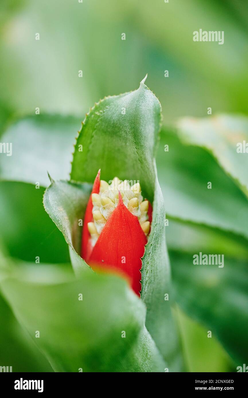 Bromeliad (Aechmea triangularis), flower, close-up Stock Photo
