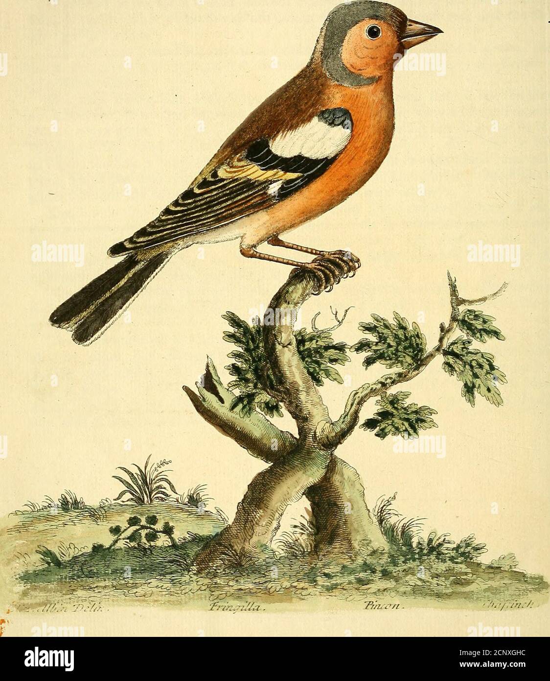 . A natural history of birds : illustrated with a hundred and one copper plates, curiously engraven from the life . eFeathers, of which theoutermoft on each Side have their Bottoms,and alfo their Tops on the outfide the ftiaft black,their middle Part white, and the next to thefe lefs white, wz. only near the Top, andon the outfide the ftiaft; the three fubfequent on both Sides are black, and the twomiddlemoft cinereous with greenifli Edges. The Liver is divided into two Lobes, the right being the biggeft, the Stomach not veryflefliy j and the outermoft Toe in each Foot, as in other fmall Birds Stock Photo