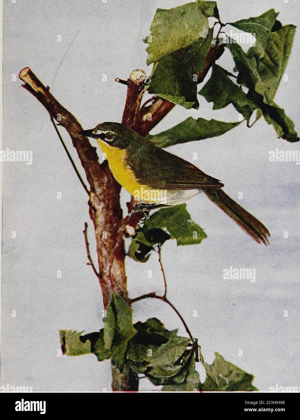 Mimics other birds hires stock photography and images Alamy