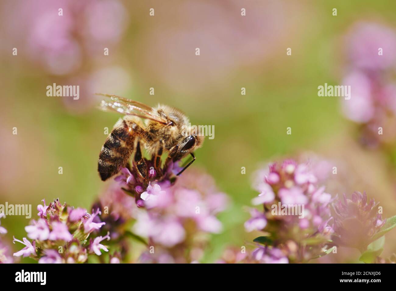 Western honey bee (Apis mellifera), real thyme (Thymus vulgaris), blossom, side, sitting Stock Photo