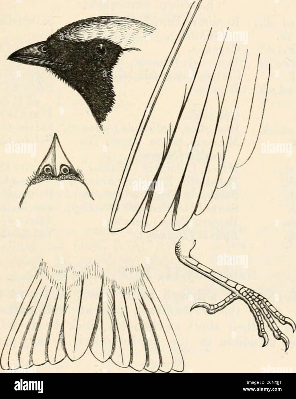 . Catalogue of the Birds in the British Museum . undinacea,-Sm. Zool. III. ser. 1, pi. 21.Procnias tersa, i&gt;p. Conqh i. p. 232; Cab. Mvs. Hein. i. p. 329 ; P,urm. Si/st. Ueb. iii. p. 191; Scl. Cat. A. B. p. 55; Gray, Hand-l. ii. p. 77; Salv. ^ Godm. Ibis, 1879, p. 199; Scl. et Salv. P. Z. S. 1879, p. 597 ; iid. Nomencl. p. 17 ; Pelz. Orn. Bras. p. 132 ; Salv. Cat. Stricld. Coll. p. 178 ; id. Ibis, 1885, p. 207 (Brit. Guiana).Procnias crerulea, Dm6o2s, Eev. Zool. 1861, p. 620; Berlepsch, Ibis, 1881, p. 244.Procnias occidentalis, Scl. P. Z. S. 1854, p. 240, 1855, p. 15-3, 1858, 1. PEOCXIAS. 5 Stock Photo