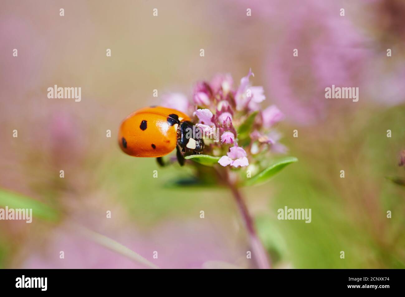 Ant seven-spotted ladybird (Coccinella magnifica), real thyme (Thymus vulgaris), blossom, sideways, sitting Stock Photo