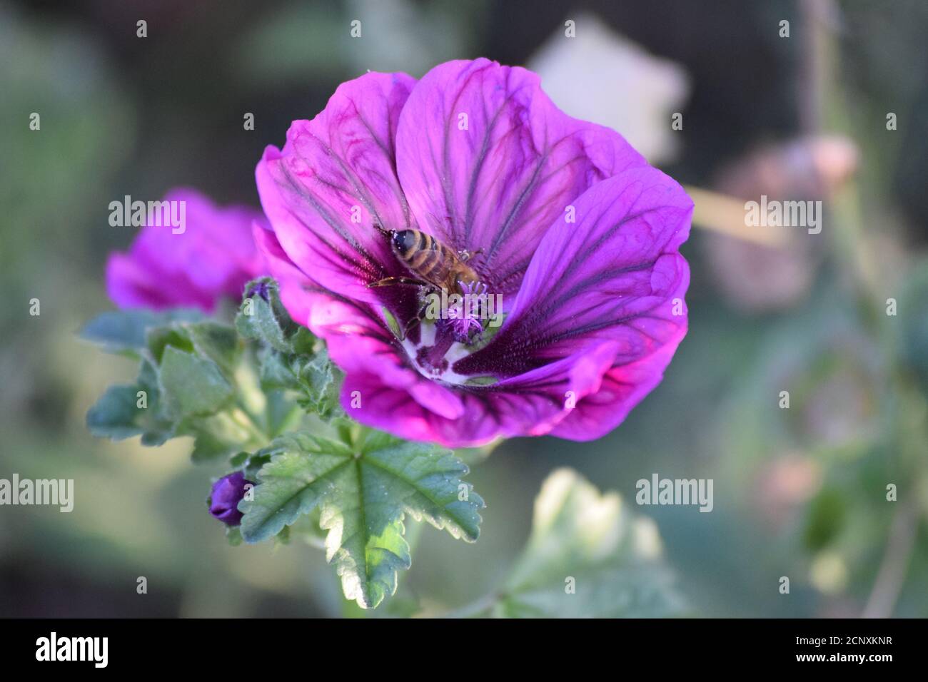 a Bee in a common Mallow Stock Photo