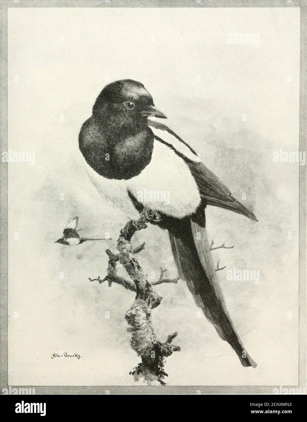. The birds of Washington : a complete, scientific and popular account of the 372 species of birds found in the state . r.i/.L-ji III )il.iiiia Liiiiity. XEST OF MAGPIK IX GKJvASJ.W l&gt;i &gt;l) Fliuli bv tiic Amu. AMERICAN MAGPIE. 26 THE AMERICAN MAGPIE. tliru the s; lirush, poking, prying, spying, and dcuuring, with the ruth- lessness and precisidii of a pestilence. Not only eggs but young birds areappropriated. 1 once saw a Magpie seize a half-grown Meadowlark fromits nest, carry it to its own domicile, and parcel it out among its clamoring l)rood. Then, in spite of the best defense the Stock Photo