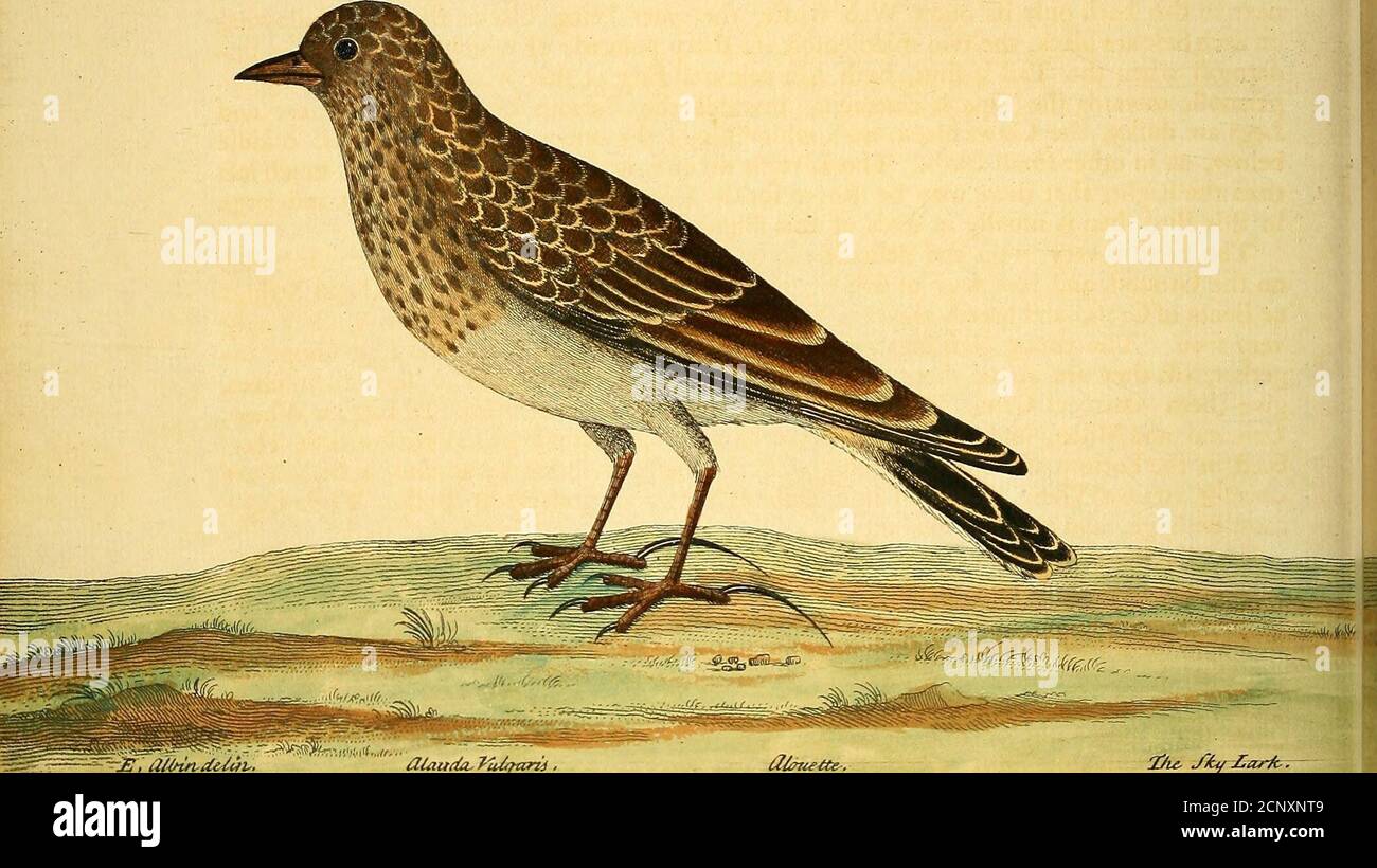 . A natural history of birds : illustrated with a hundred and one copper plates, curiously engraven from the life . ZJli^z, Mln:?T. (/e//n-. .y^^i£r7i lUJ. £j^znir?teau-. y£zz7U77u. CUautia- ftU^arii djfu- yiti/iarioT M ( 39 ) Tloe Sky Lark. Aland a Vulgaris. ktlljUS/r^^^ Numb. XLI. - 7 ^ Numb. XLI. ITS Welglit Is one Ounce eleven Drams, Length from the End of the Bill to the Endof the Tail, feven Inches and one half; Breadth, one Foot two Inches; the Bill fromthe Tip to the Angles of its Mouth, was three Quarters of an Inch long, the upper Man-dible blackifh, inclining to a Horn Colour, the Stock Photo