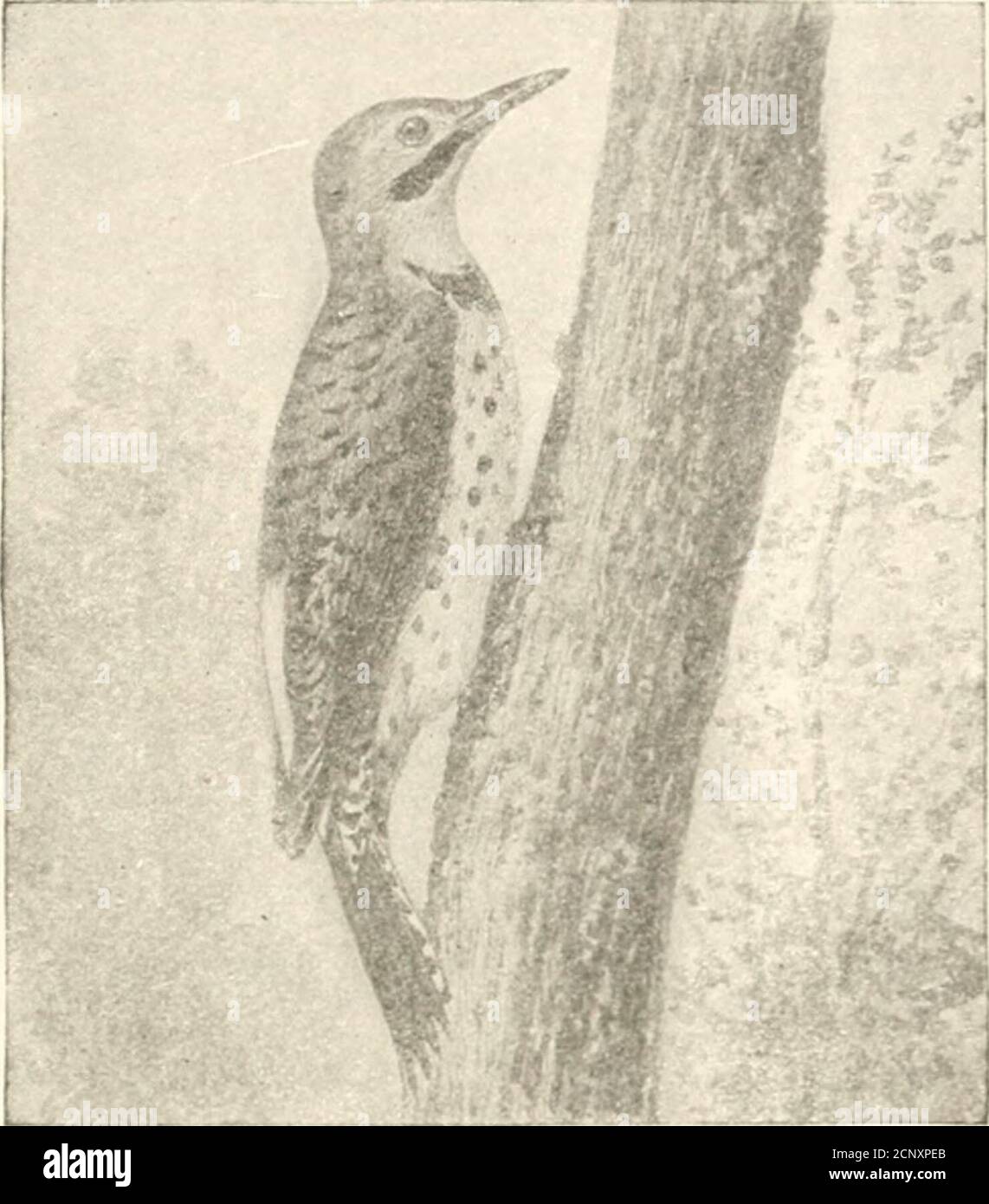 . The birds of eastern North America known to occur east of the