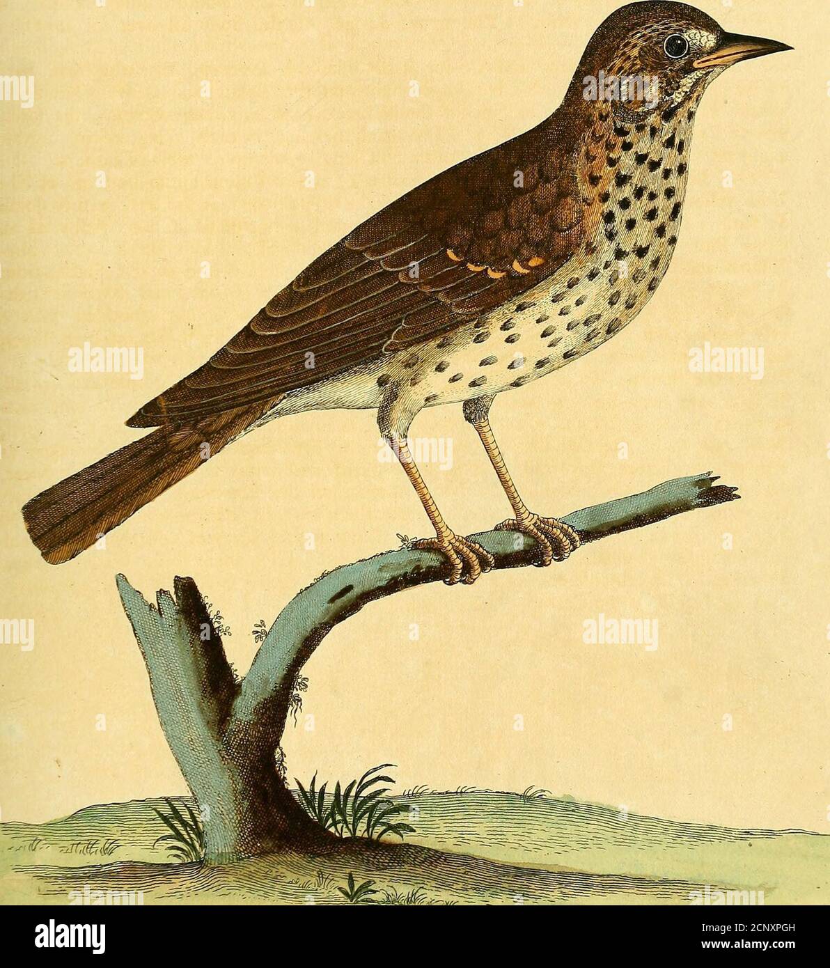 . A natural history of birds : illustrated with a hundred and one copper plates, curiously engraven from the life . ll black Spots, thin-fet. In the beginning of the Spring it fits on high Trees,^nd lings moft fweetly. It is a folitary Bird, filly, and eafily taken. For the delicate Tafte of its Flefh it is highly and defervedly commended by all.It is a rare Song-Bird, as well for the great Variety of its Notes, as its long con-tinuance in Song (which is at leaft nine Months in the Year.) They breed in AprilsMay, and June; the firft Brood always prove the beft Birds. They may be taken atfourte Stock Photo