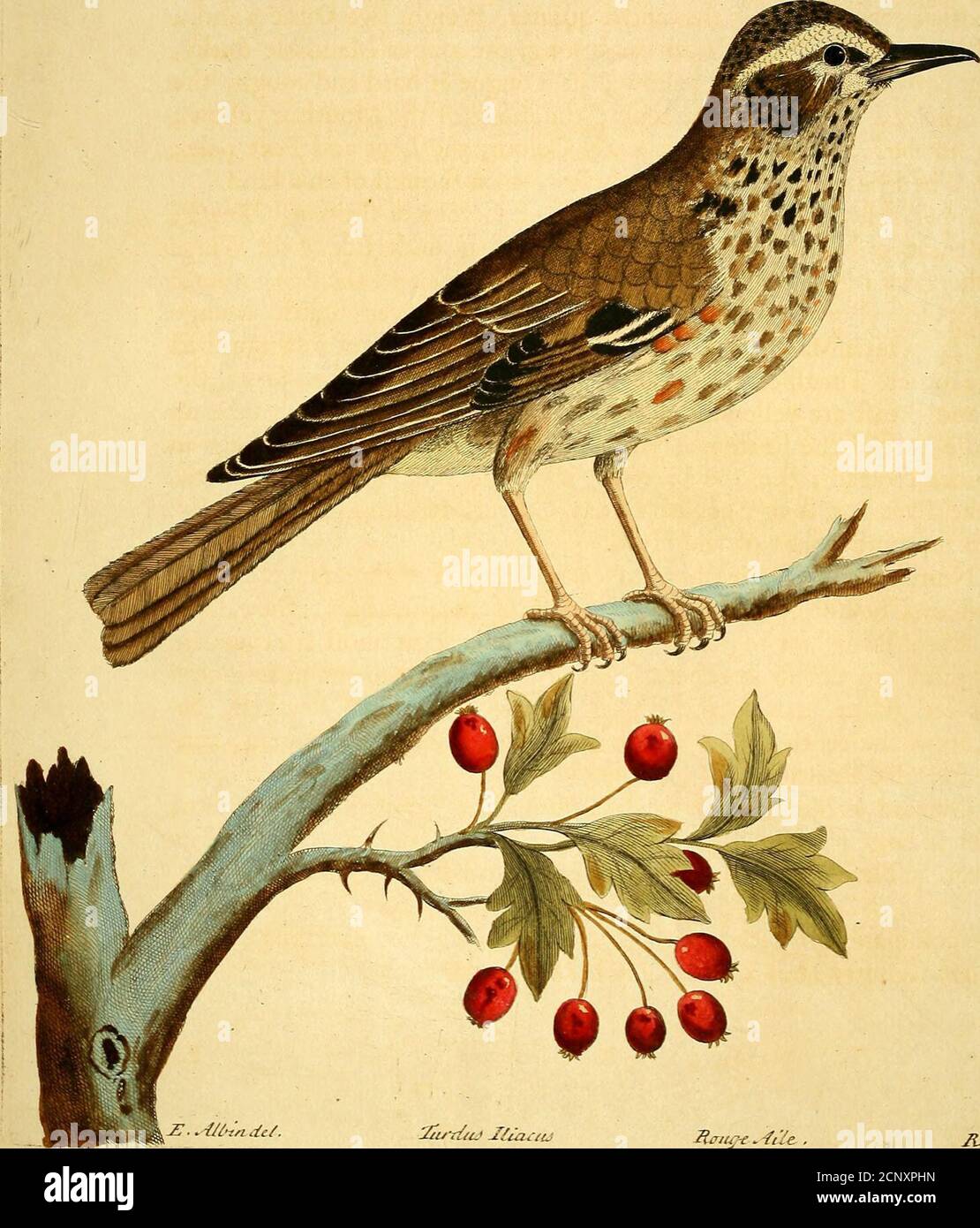 . A natural history of birds : illustrated with a hundred and one copper plates, curiously engraven from the life . icfyij . I/iA JdajMJ crfSonp jT/intj h . ■ Si*. .E-.iU-tnde/. 2tu-z^tU JlicuM 2ltnu^^4i2e. -R^^ 7f j^i^. ( 33 ) The Red^JVing, Turdus Iliacus. Numb. XXXV. ITS Length from the tip of the Bill to the end of the Tail is nine Tnchesa,Breadth one Foot two Inches and a quarter, Weight two Ounces and aihalf and two Drams; its Bill is an Inch long, the upper Mandible dusky,,the lower partly dusky, partly yellow ; its Tongue is hard and rough, the:tip being divided into many Filaments; th Stock Photo