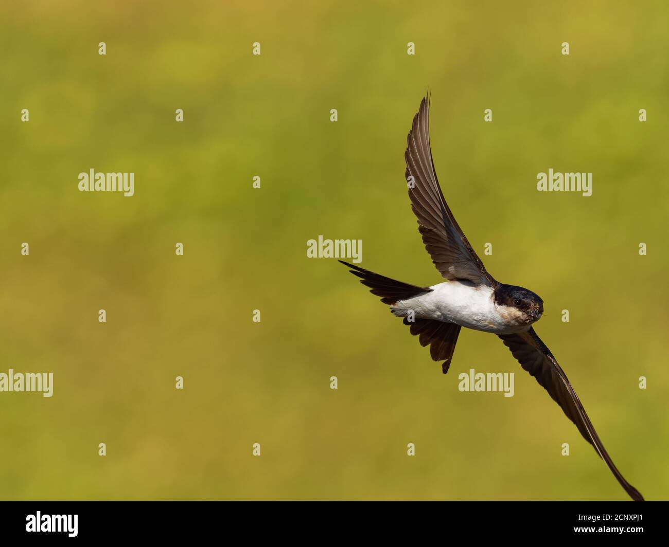 Common HouseMartin Delichon urbicum black and white flying bird