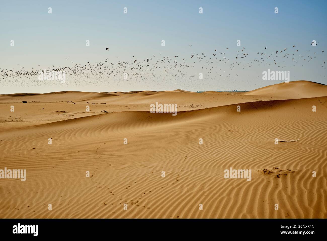 Landscape, dunes, sandy beach, Ebro Delta, Tarragona Province, Catalonia, Northern Spain, Spain, Europe Stock Photo