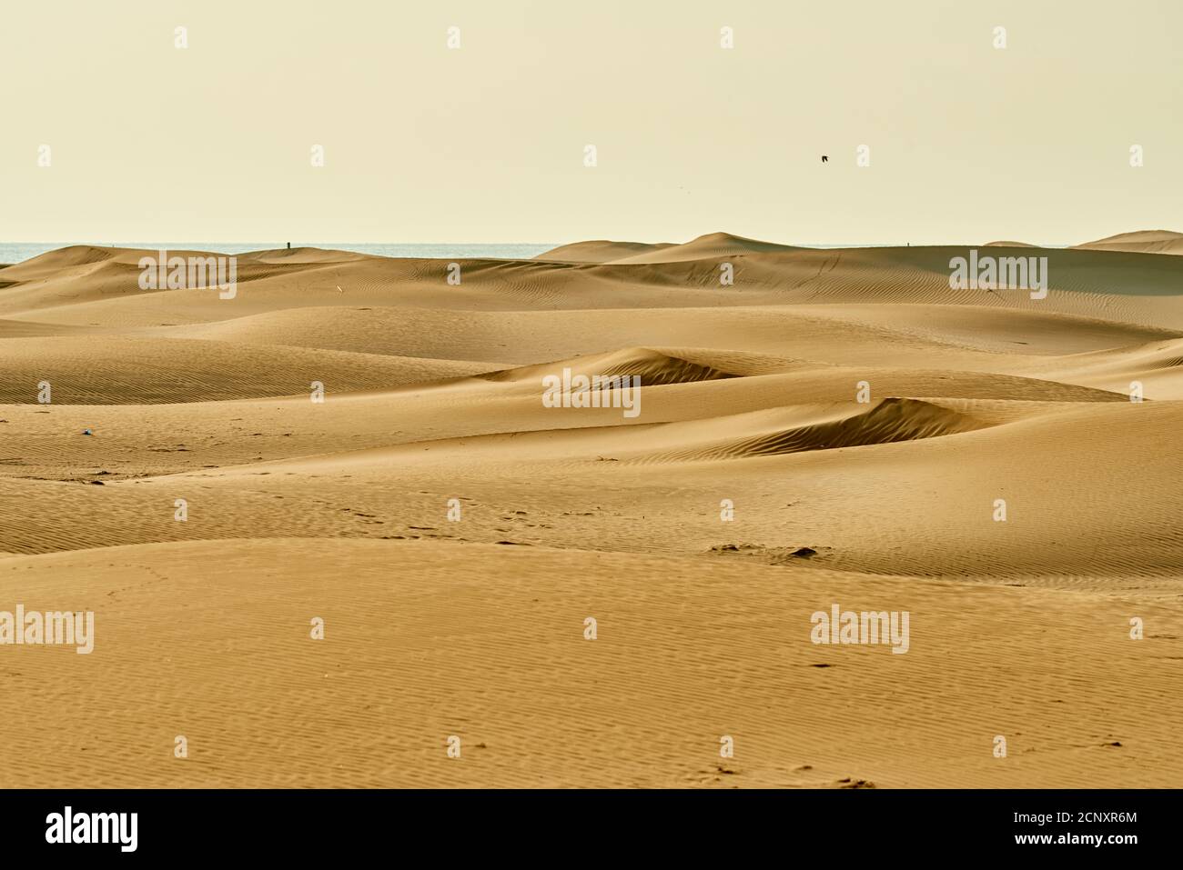 Landscape, dunes, sandy beach, Ebro Delta, Tarragona Province, Catalonia, Northern Spain, Spain, Europe Stock Photo