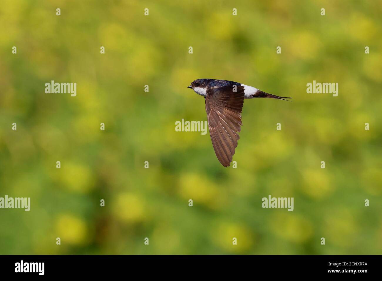 Common HouseMartin Delichon urbicum black and white flying bird