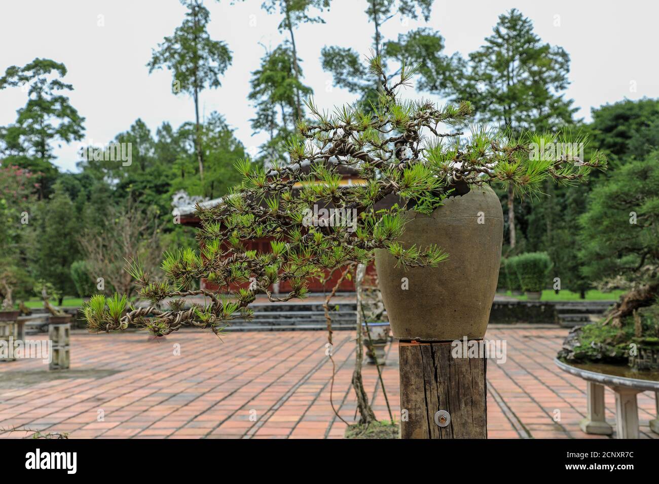 Bonsai trees in pots at The Imperial City, a walled enclosure within