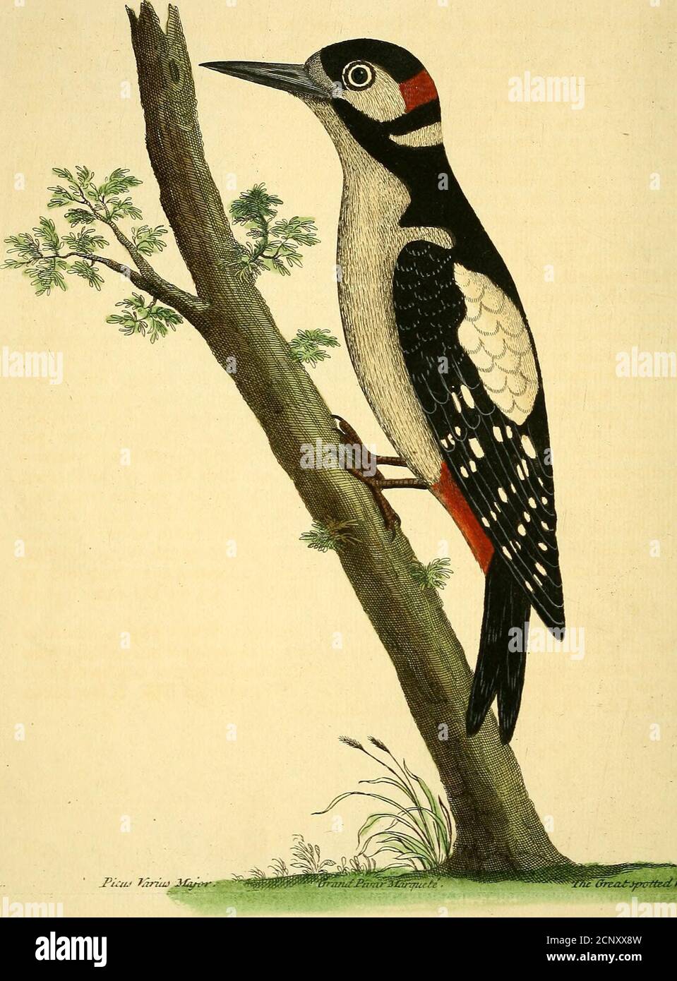 . A natural history of birds : illustrated with a hundred and one copper plates, curiously engraven from the life . ffr^^rvUmri^fre-£^:£f-i77^^vz£fp /? S K.. ///-^J-i di^ik... JPuUi. hinuJ J/^i&gt;r-.-, ffrzu^jpptteAtfbt^^ ■ ( XP ) The greater [potted Woodpecker. PIcus varius major. A&gt;&gt;. Numb. XIX. ITS Length from the tip of the Bill to the end of the Tail is ii Inches; Breadthof the Wings when extended, one Foot two Inches; Weight two Ounces and threeQuarters; the Bill an Inch and a Quarter long, ftrcight, black, thicker at the Head, andflenderer by Degrees, ending in a {harp Point, bei Stock Photo