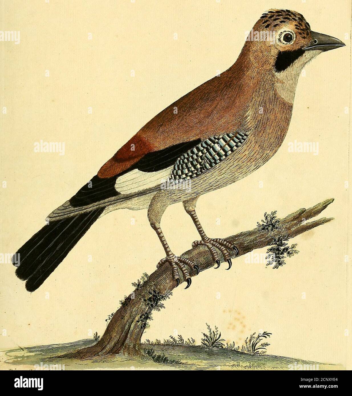 . A natural history of birds : illustrated with a hundred and one copper plates, curiously engraven from the life . ers being black. The Tail is 6 Inches and a quarter long, confifting of 12 Feathers wholly black excepttoward their Roots: Under the Rump there is fomething of a blue mingled with cinereous. The Feet and Toes are of a ferrugineous dufky Colour, the middle Toe is the longeft,the outmoft is equal to the back Toe, the lower Joint of the outmoft Toe is joined tothe middlemoft, the back Claw is the greateft. The Eggs are cinereous, with darker Spots fcarcc appearing; the Guts are 24 I Stock Photo