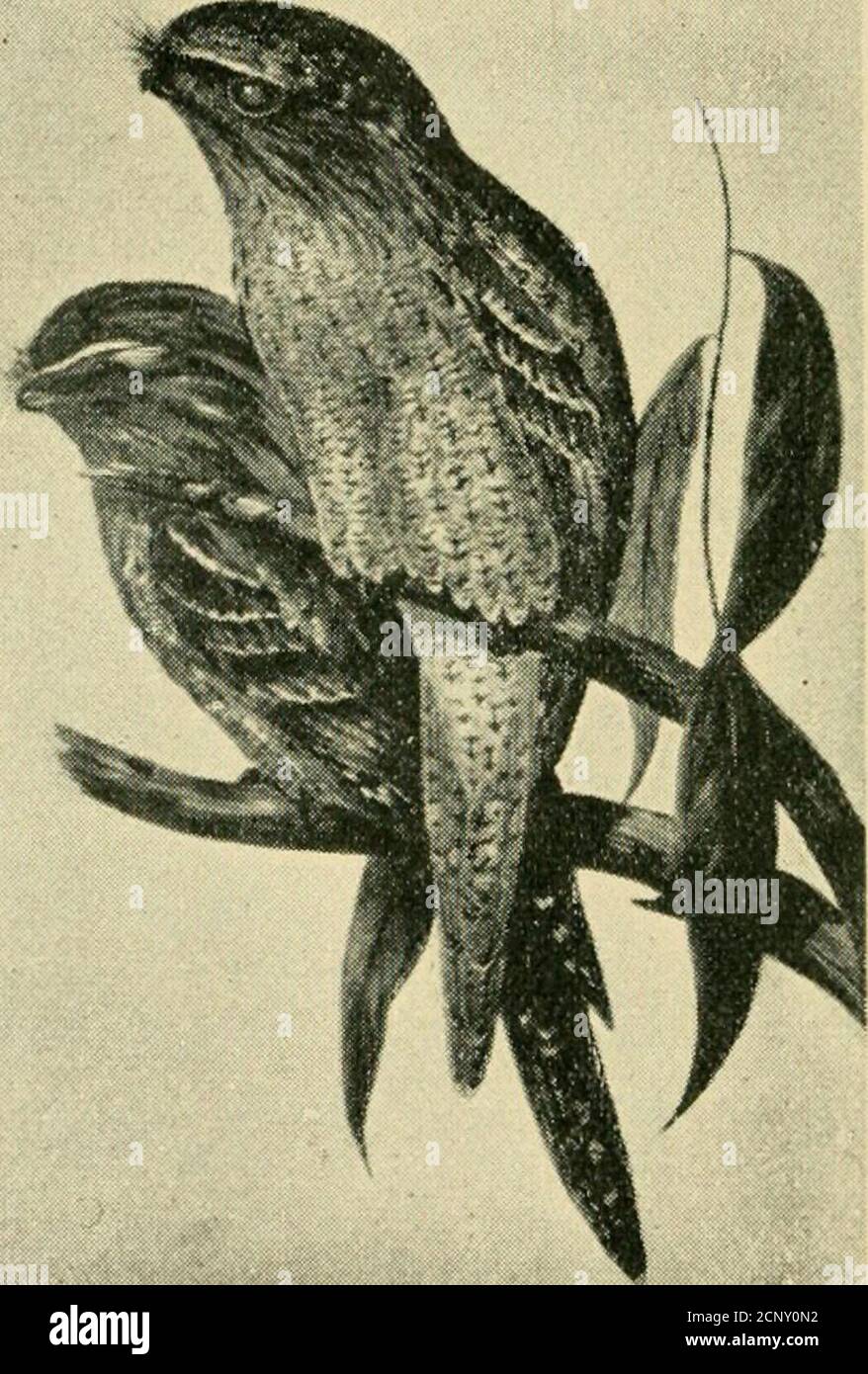 . A key to the birds of Australia : with their geographical distribution . Species 401.—Spotted-sided Finch (J nat. size)Upper fig., male ; lower fig., female. Genus-BATHILDA. 413. ruQcauda : rufus, red ; cauda, tail. Genus—POEPHILA : poa, grass ; pkileo, to love. 414. acuticauda : acutus, sharp ; cauda, tail. 415. clncta : cincius, girdled. 416. personata : persona, mask. 417. leucotis : (eukos, white ; ous, otis, ear. 418. mirabilis : mirabilis, wonderful.gouldiae: Oould. a proper name.armitiana: apparently from a proper name. 419. atropygialis : ater, black ; pyga, rump. Genus—NEOCHMIA : ne Stock Photo