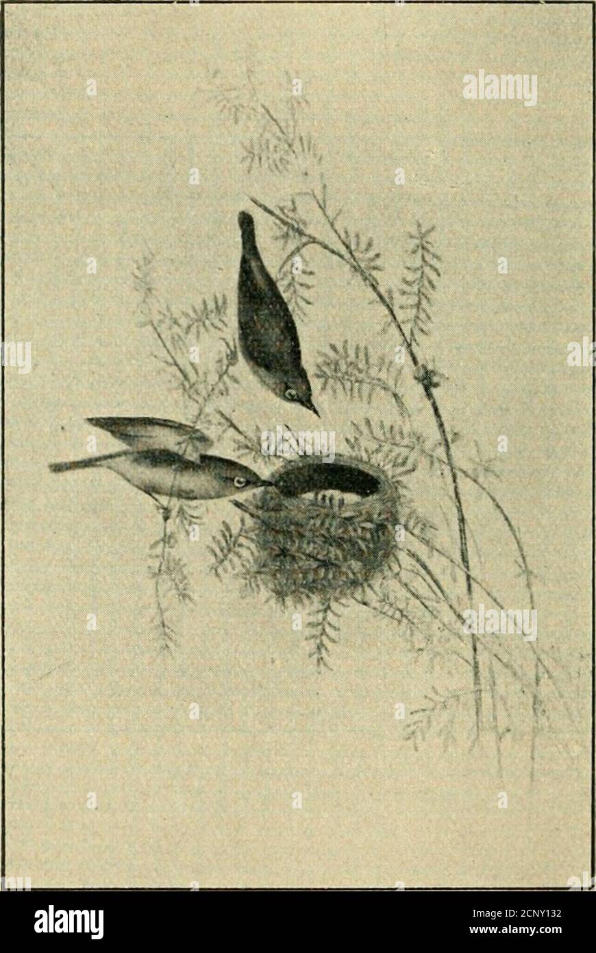 . A key to the birds of Australia : with their geographical distribution . Species 289. —Black-cappkd Tree-runner (i nat. size). 291. leucoptera : leuhos. white ; pteron, wing. 292. striata : striatus. striped. Group—CINXYRIMORPH.E : kinnuris, a small bird ; morphe, form. Family—NECTAEIXIID-E: nectar, nectar (Cent. Diet.) Genus—CINNYRIS : kinnuris, a small bird.293. frenata : frenum, bridle. Family—^MELIPHAGID.E : meli, honey ; phageiii, to oat.Sub-family—MYZOMELIN^iE : miizo, to suck in ; meli, honey. Genus—MYZOMELA : mwzo, to suck in ; meli, honey. 294. sanguinolenta : sanguinolentus, blood- Stock Photo