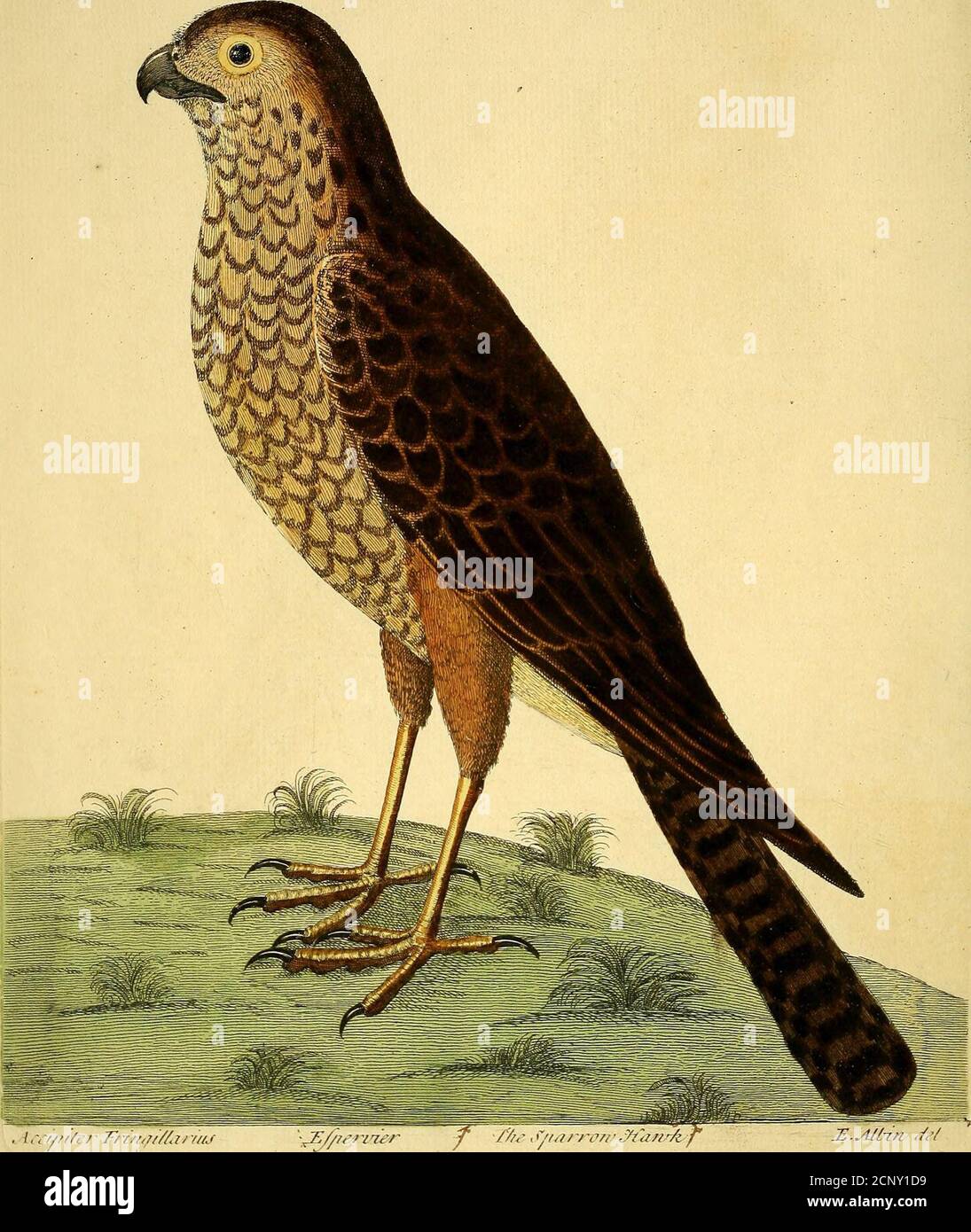 . A natural history of birds : illustrated with a hundred and one copper plates, curiously engraven from the life . ^4li/ia^. fti/anJTLn^iil, TAc Tule. jtt iPZead. s. Stock Photo