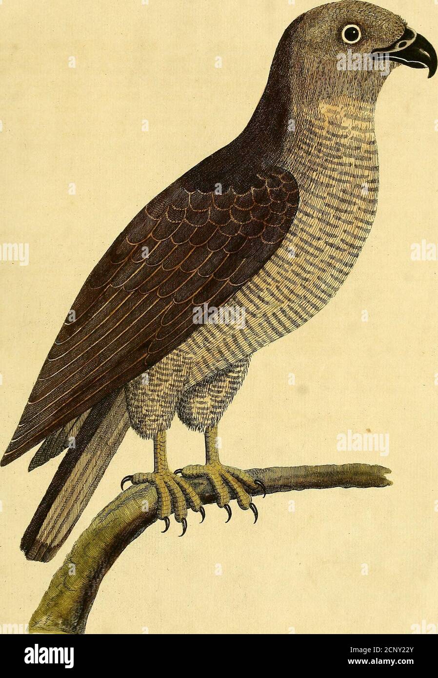 . A natural history of birds : illustrated with a hundred and one copper plates, curiously engraven from the life . The. -Stz :^llOvn XieliM. T/itHona^, Suz:uirLl Stock Photo