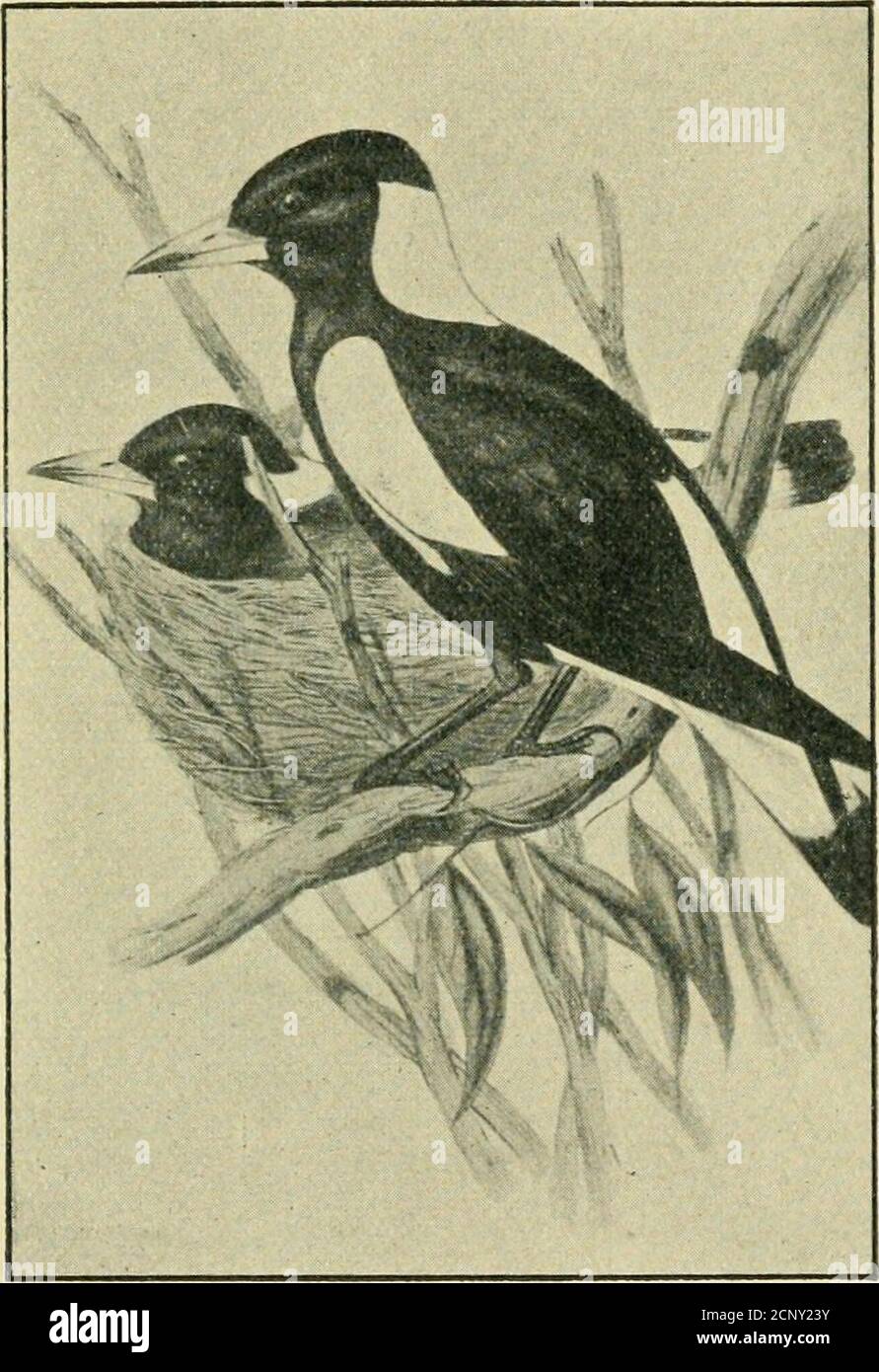 . A key to the birds of Australia : with their geographical distribution . Species 239.—White-faced Titmouse (^ nat. size).. Species (? Variety) 21:3.—Magpie (i nat. size). Genus—PACHYCEPHALA : paclius, thick; kephale, head. 264. melanura : melas, melanos, black ; oura, tail. 265. gutturalis : guttiir. throat. 266. occidentalis : occidentalis, western. 267. peninsulae : peninsula, peninsula. 268. glaucura : glaukos, grey ; oura. tail. 269. falcata : falcatus, sickle-shaped. 270. pal lida : pallidus, pale. Stock Photo