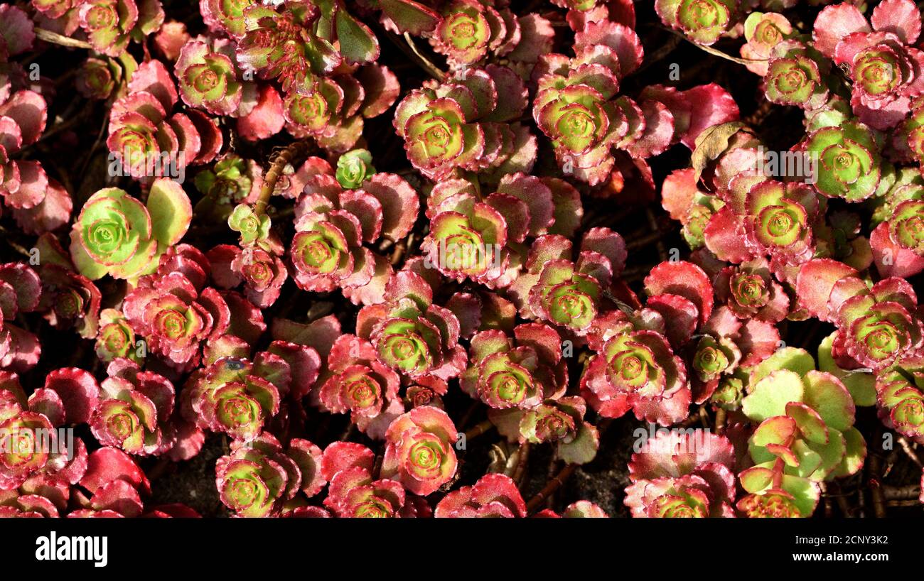 Sedum spathulifolium purpureum seen from above. Stock Photo