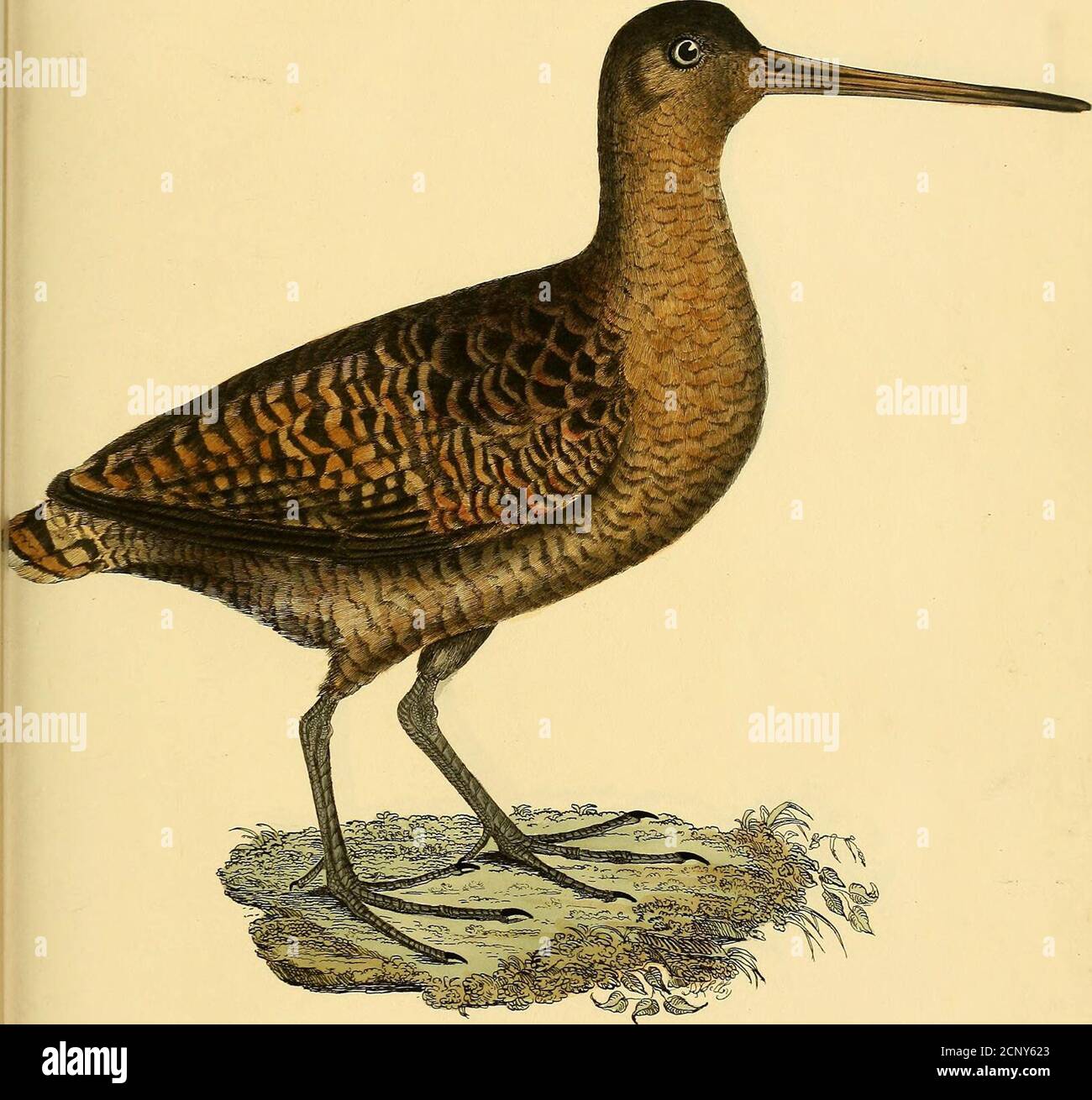 Scarlet red rump vent hi-res stock photography and images - Alamy