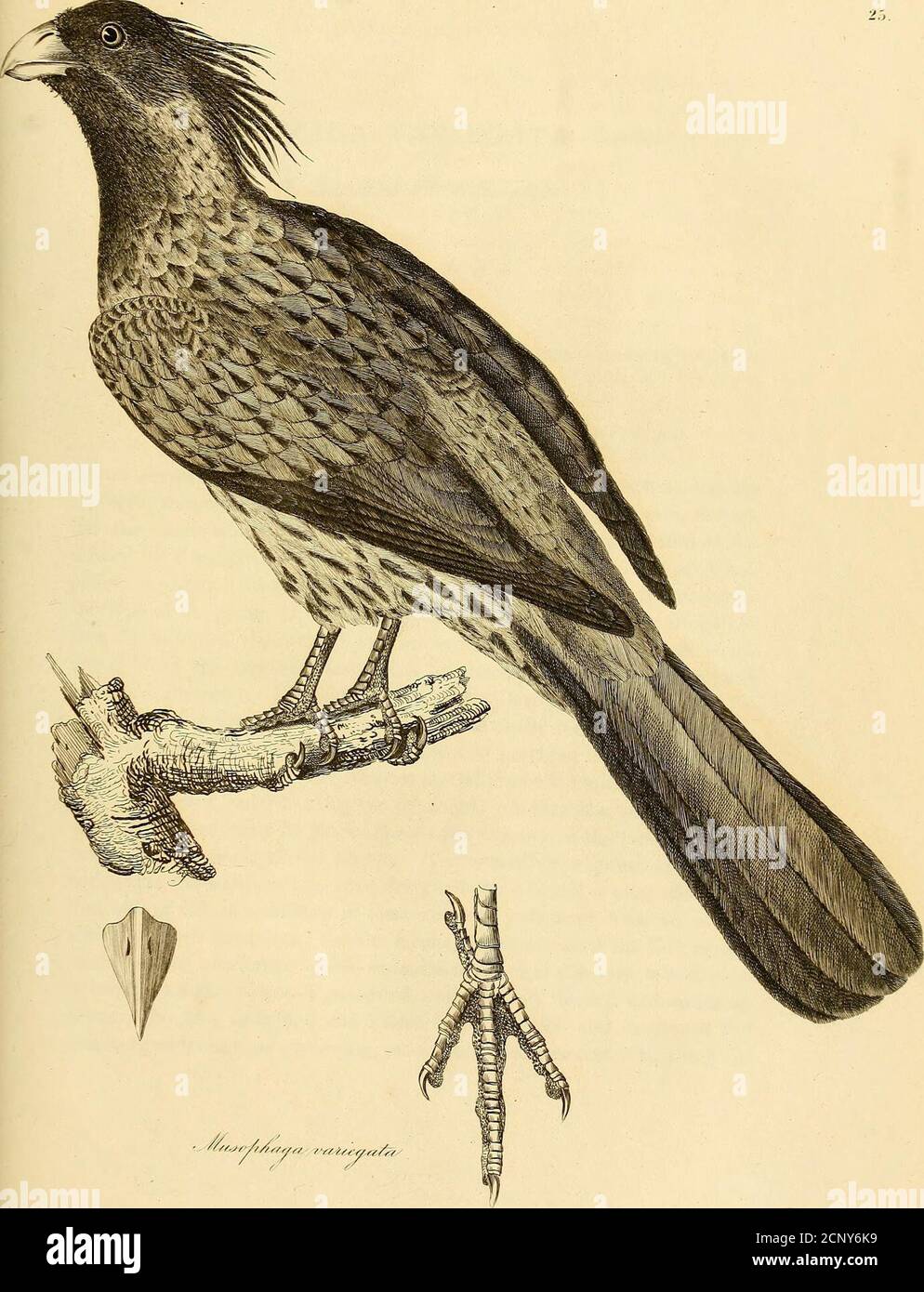 . Illustrations of ornithology . MUSOPHAGA VARIEGATA, Vieillot.Variegated Plantain-eater. PLATE XXV. M. supra grisea, brunneo maculata, subtus alba nigrescente-castanea striata, ca-pite crista occipitali. Musophaga variegata, Vieill. Gal. des Ois. PL 48. Le Musophage varie, 2de. edit, du Nouv. Diet. dHist. Nat. tome xxii. p. 92. J  his elegant Musophaga has long been known in our museums, but hashitherto remained undescribed by British naturalists: it, however, fell un-der the observation of the continental ornithologists, and we find it de-scribed by Vieillot in his Gallerie des Oiseaux, unde Stock Photo