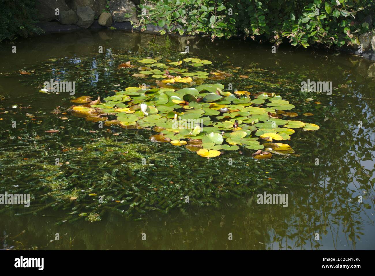 Water lilies (nymphaeaceae) on the surface of an artificial garden pond. Stock Photo