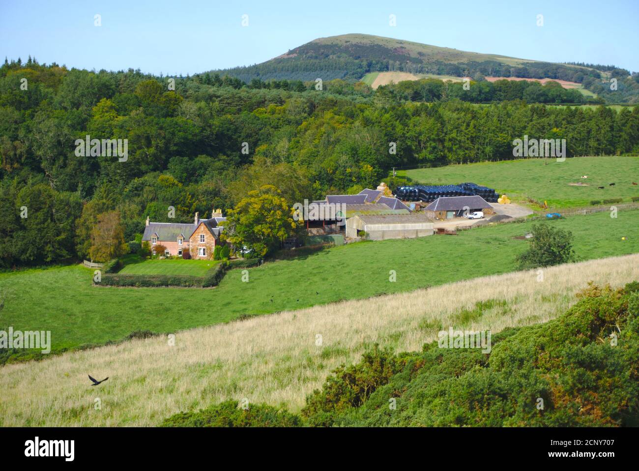 Farm on a hillside near Melrose, Roxburghshire, Scottish Borders, UK. Stock Photo