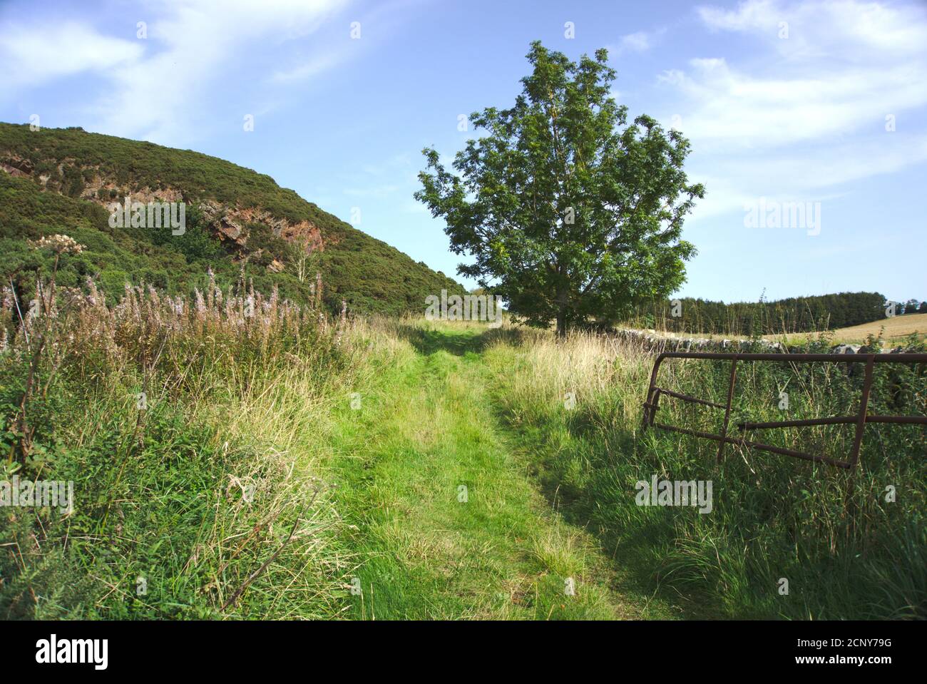 Overgrown path next to farmland pictured on a bright late summer day near Bemersyde, Roxburghshire, Scottish Borders, UK. Stock Photo