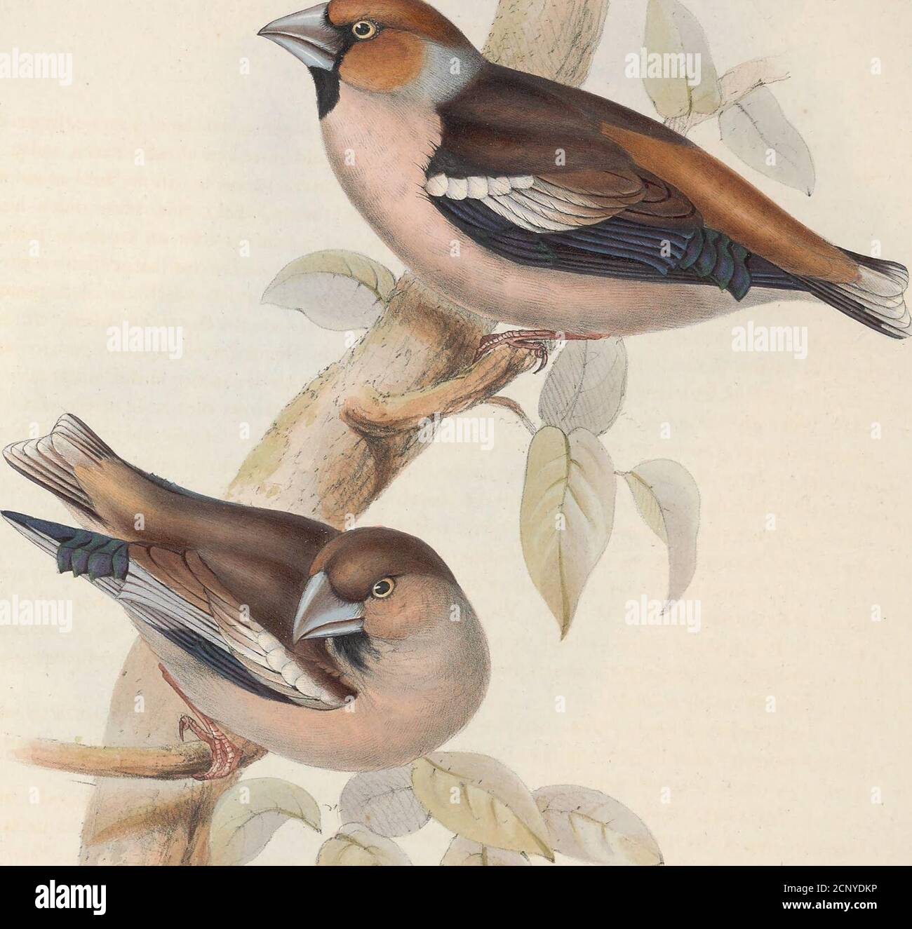 Various finch species hi-res stock photography and images - Alamy