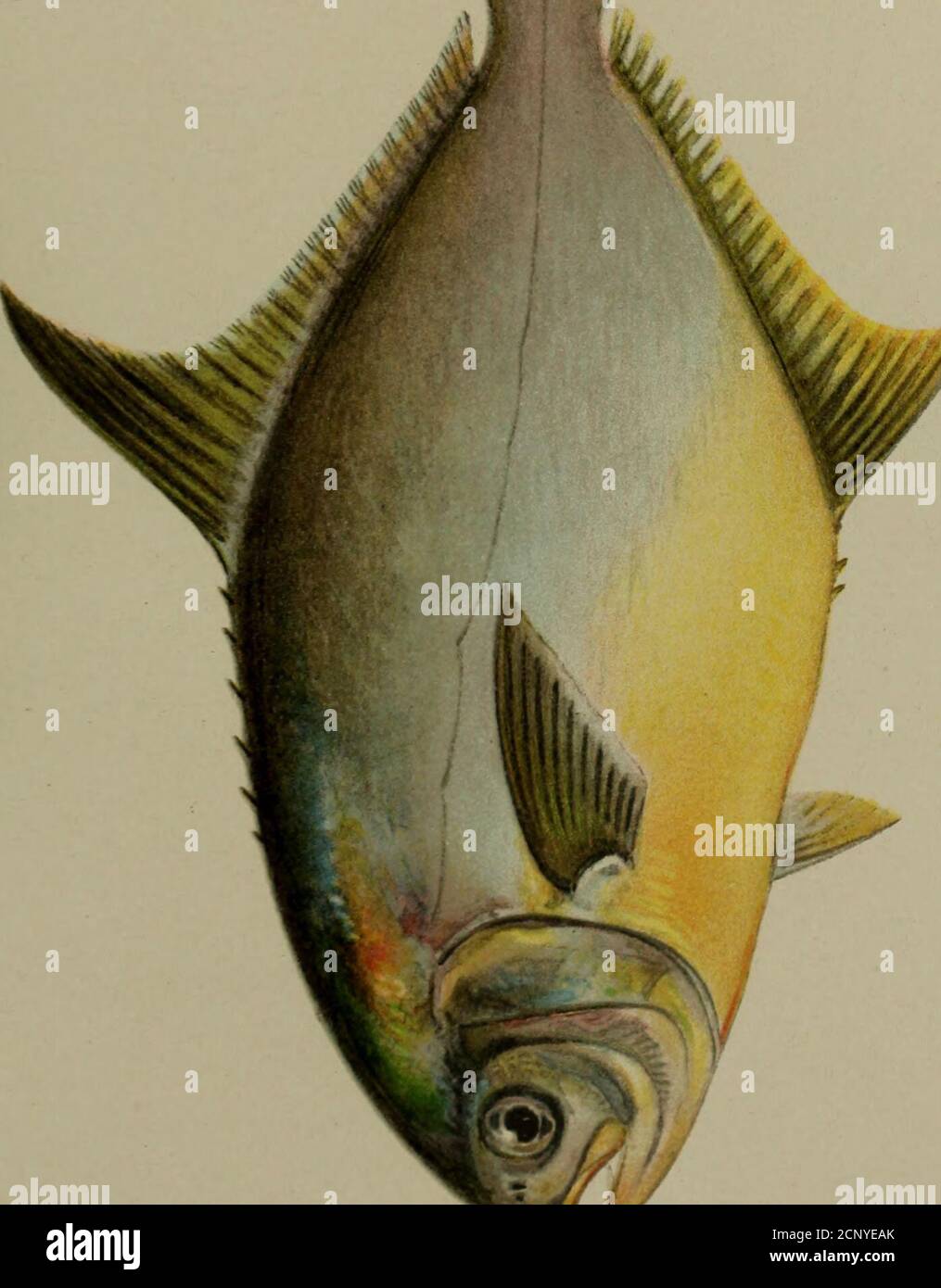 Killies hires stock photography and images Alamy