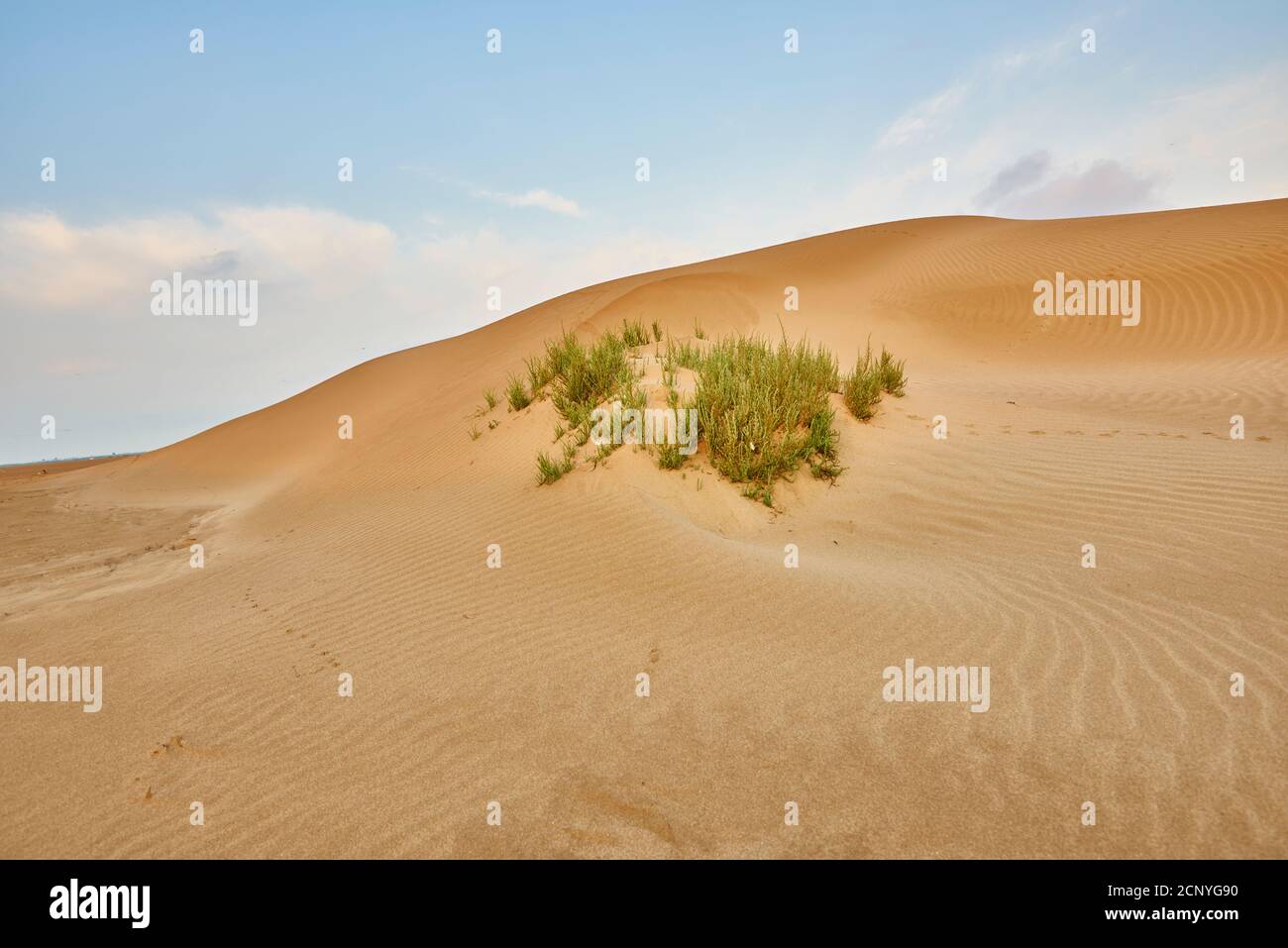 Landscape, dunes, sandy beach, Ebro Delta, Tarragona Province, Catalonia, Northern Spain, Spain, Europe Stock Photo