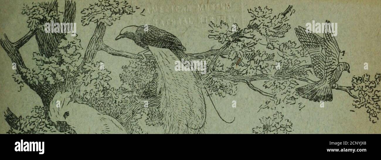 Bird Notes Notes The Foreign Bird Clubwesley T Pzv E F Z S E C Ae Exiou Ae J5 O Eixca Monak Ashbourne Phinted And Published By J H Henstock Avian Press Contents A Californiaii Aviary And