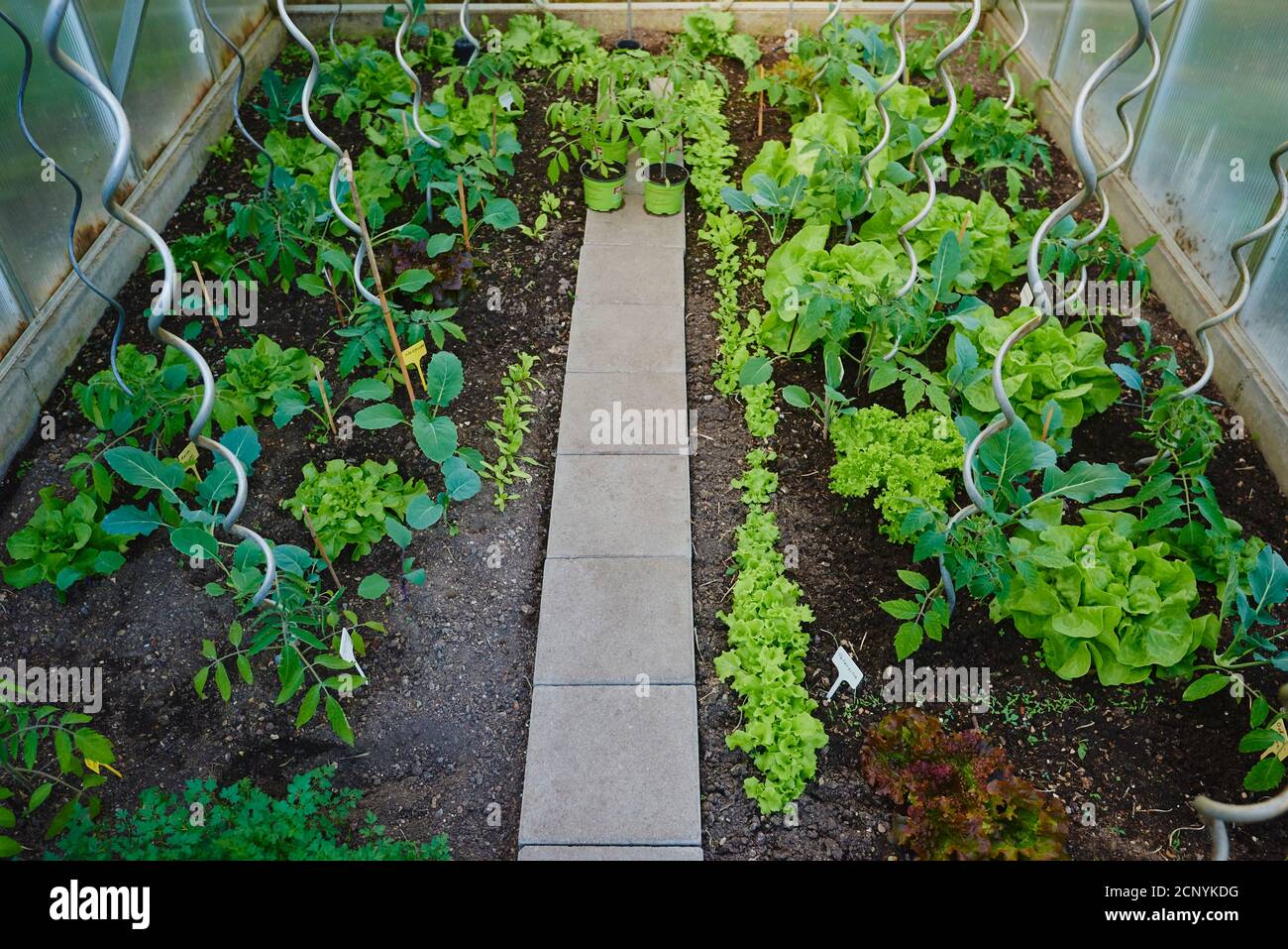 Vegetable patch, greenhouse, plants, overview shot Stock Photo