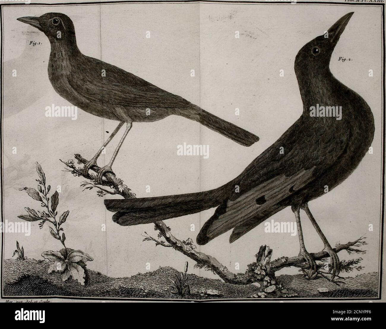 Ornithologie Ou Methode Contenant La Division Des Oiseaux En Ordres Sections Genres Especes Leurs Varietes Ornithologie Ou Methode Contenant La Division Des Oiseaux En Ordres Sections Genres Especes Leurs Varietes